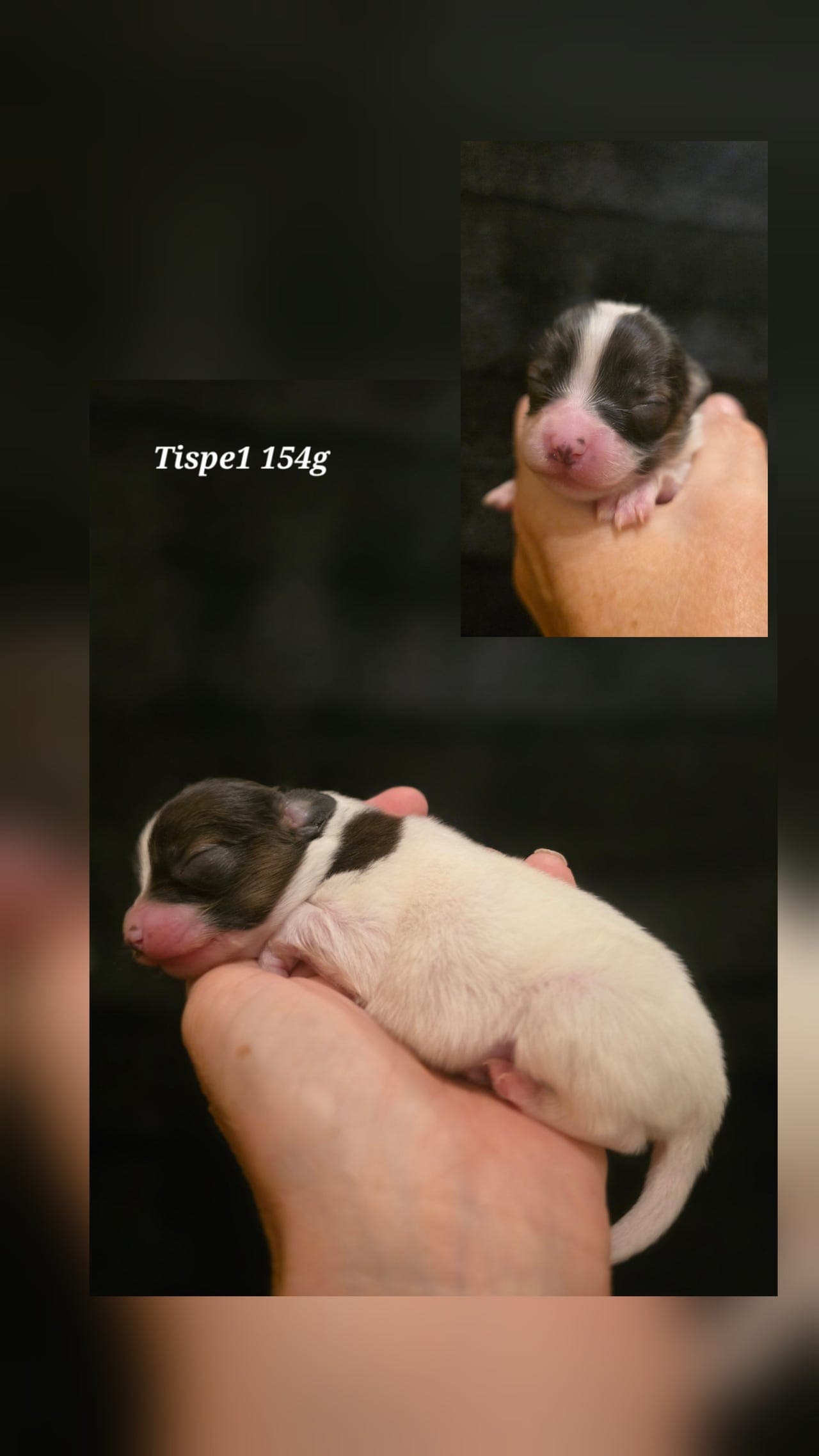Nydelige Phalène valper født🥰
