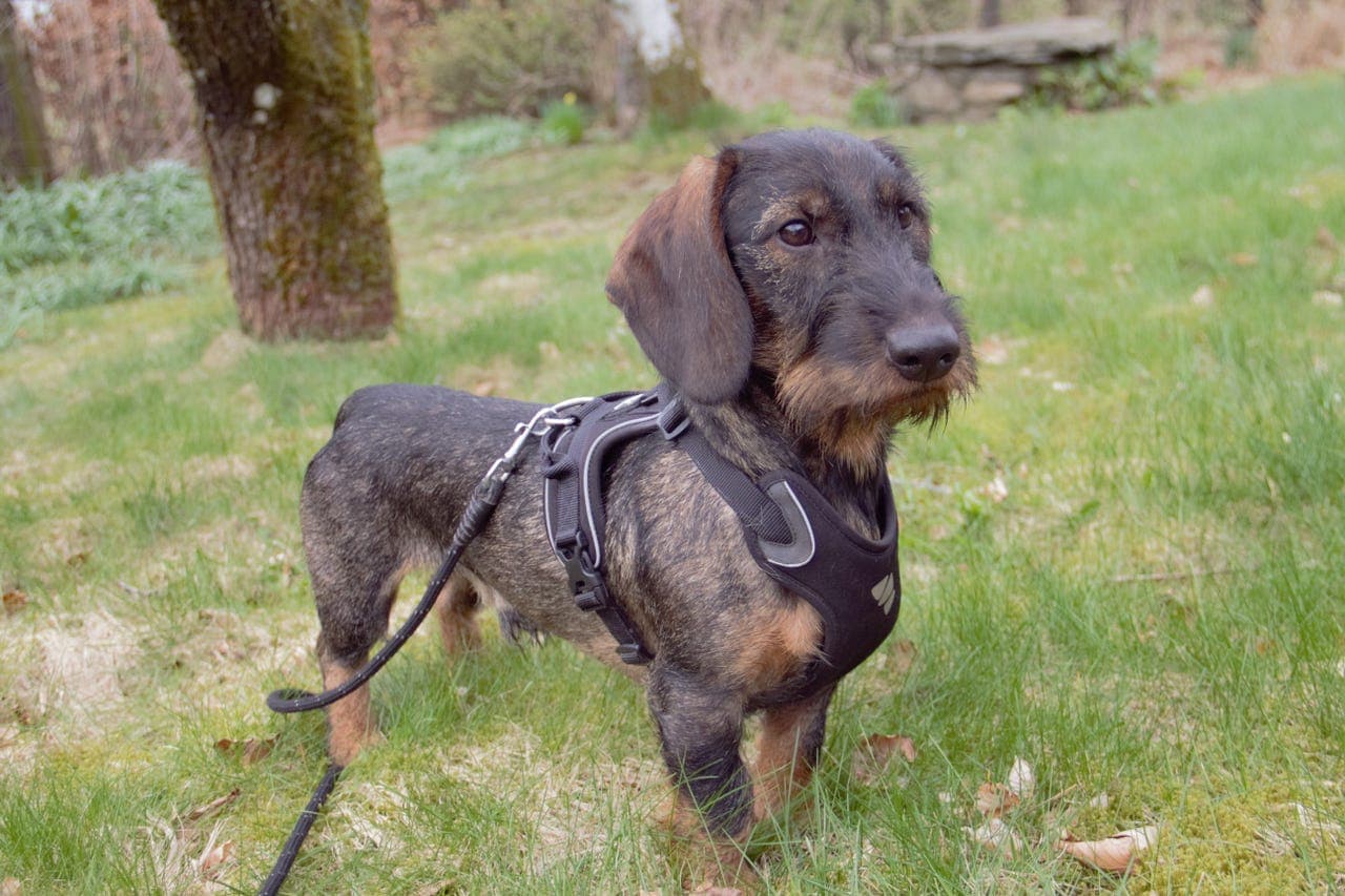 Strihåret Dachshund Standard