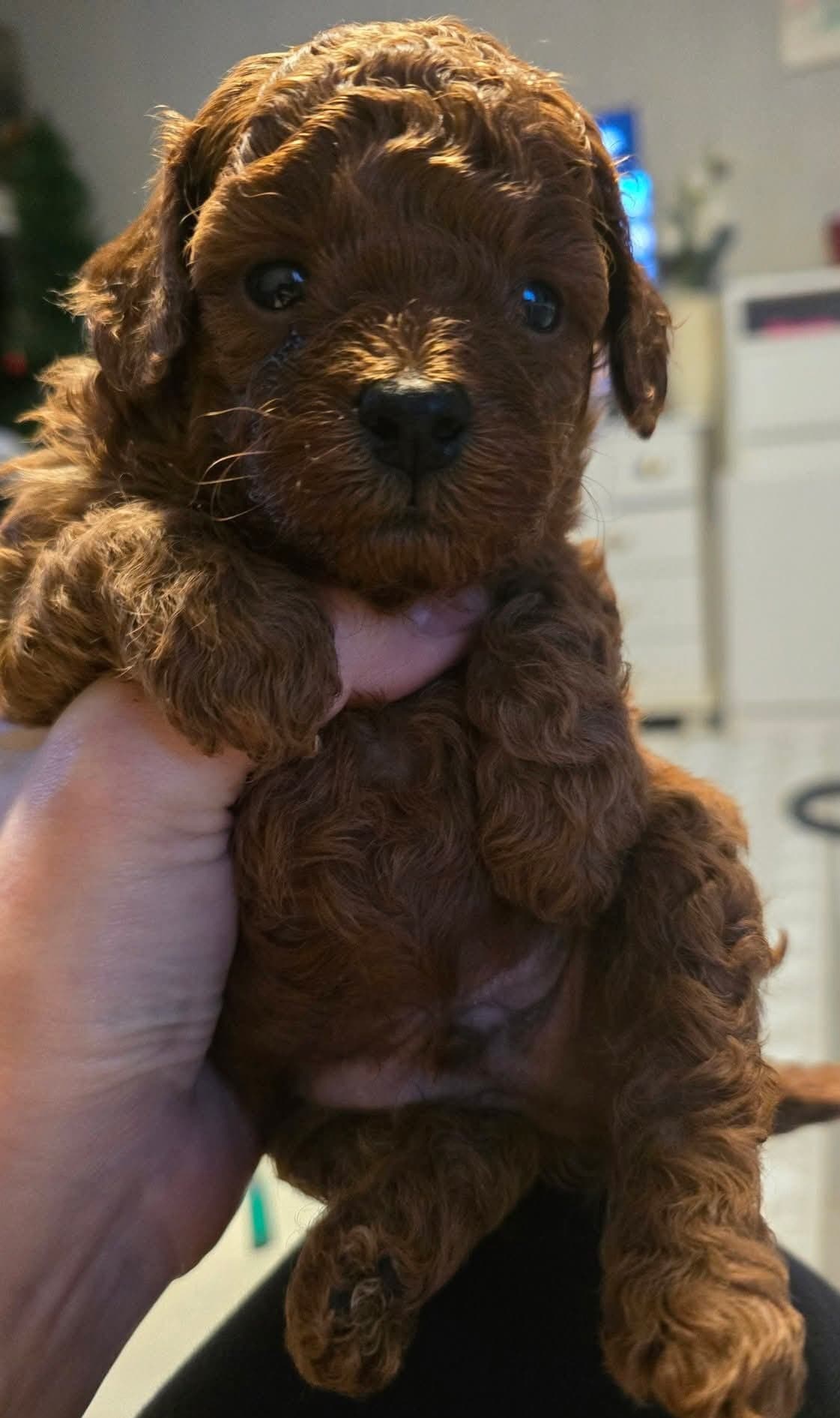 Nydelige røde puddelvalper – gutter leveringsklare fra 25. august 🐾