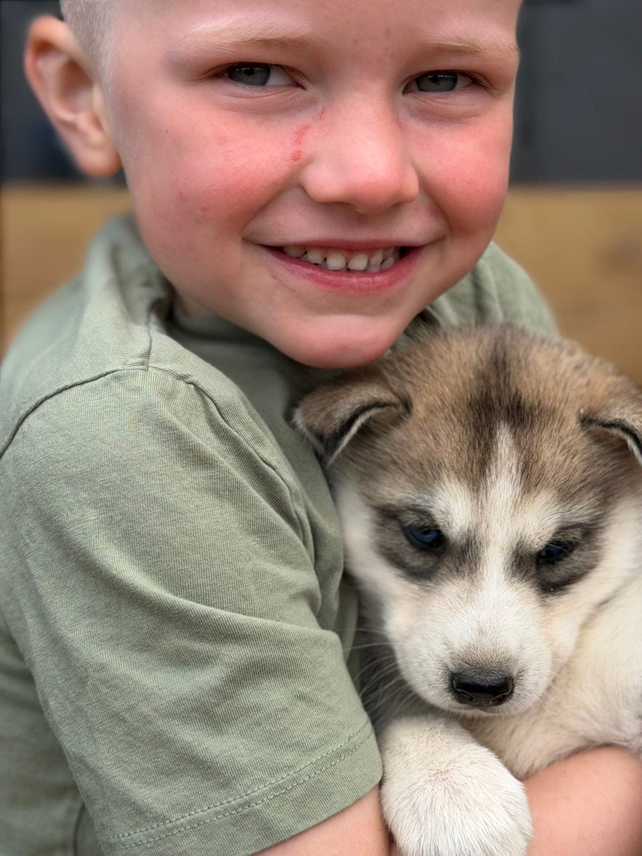 Siberian husky valper selges!