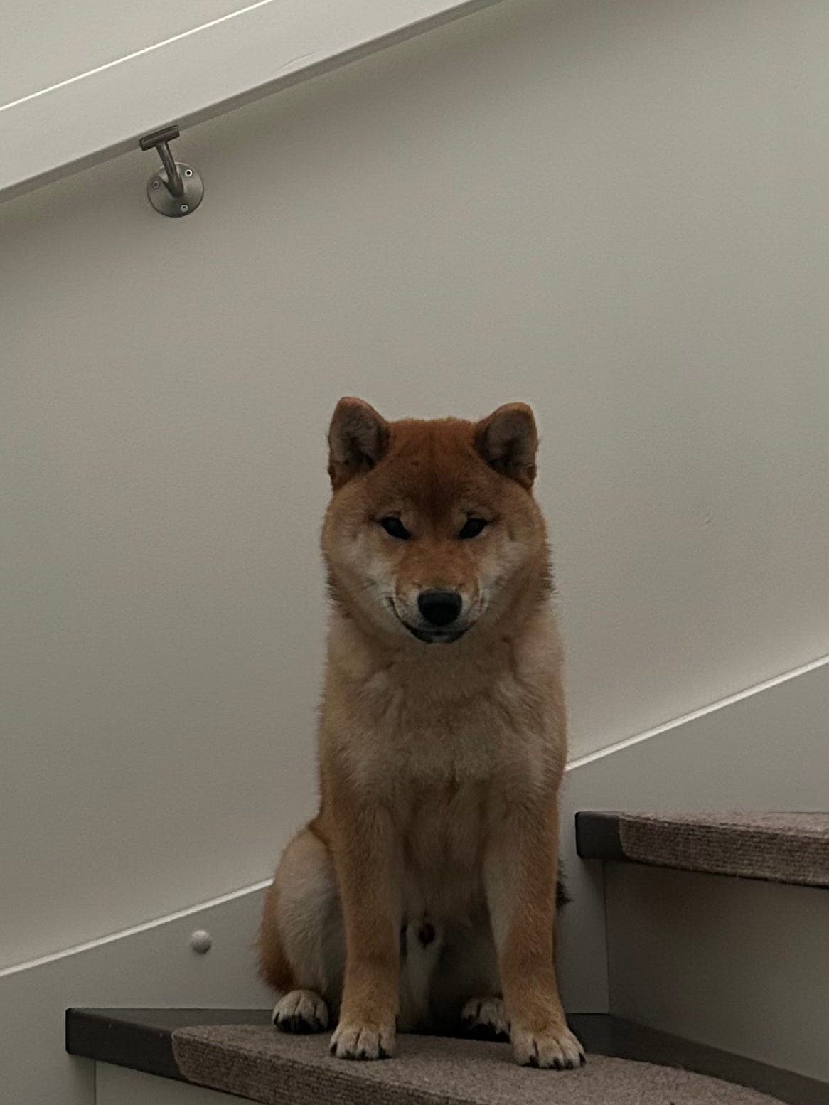 Shiba Inu til omplassering