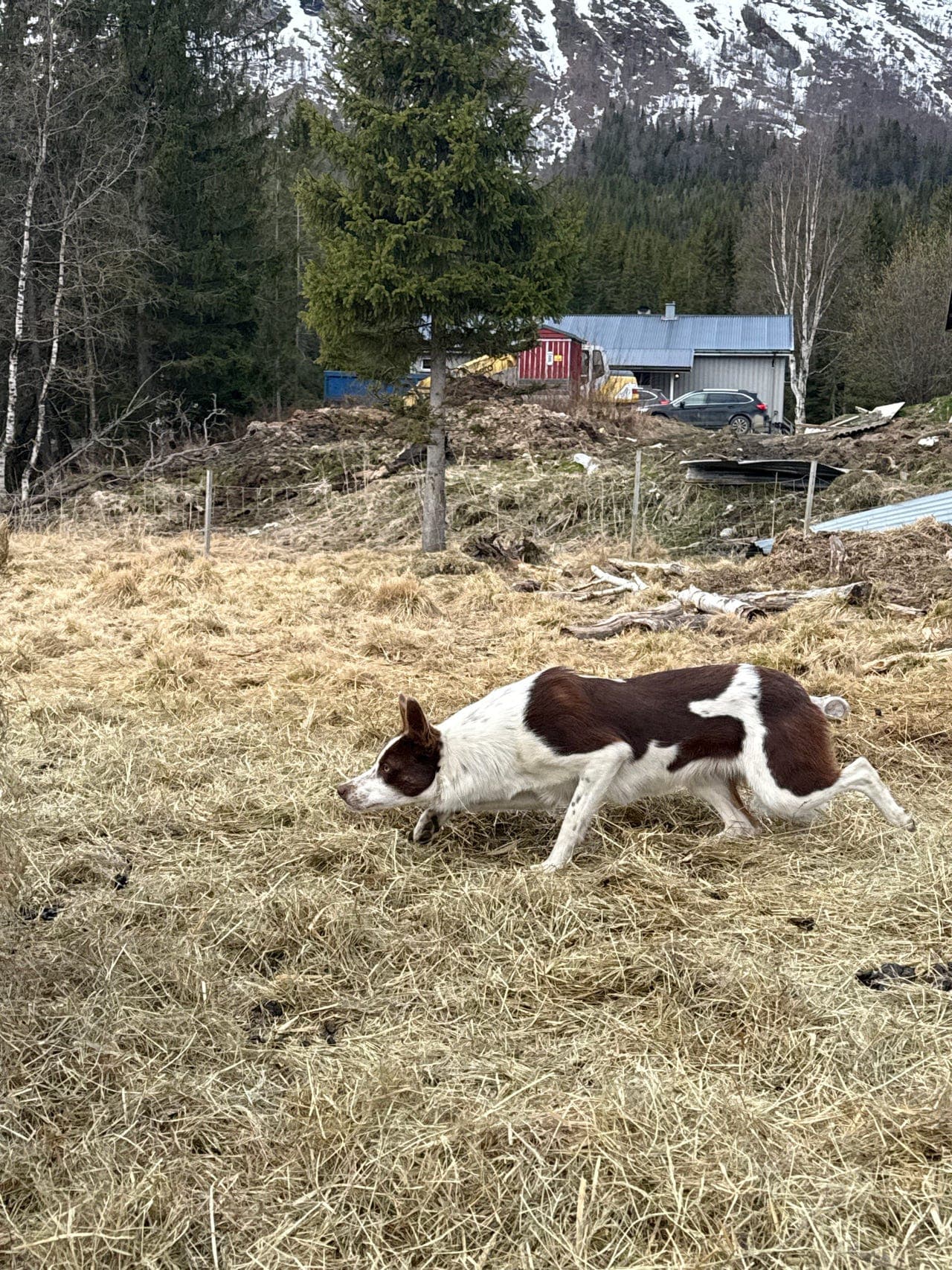 Border Collie tispe selges