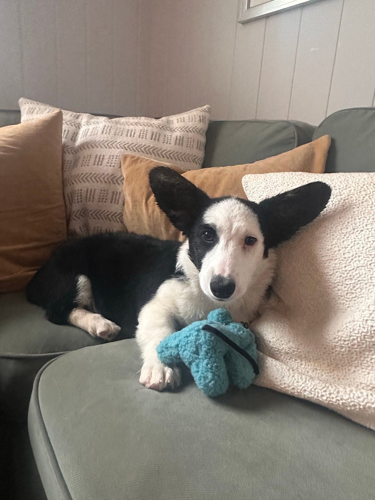 Welsh Corgi Cardigan tispe