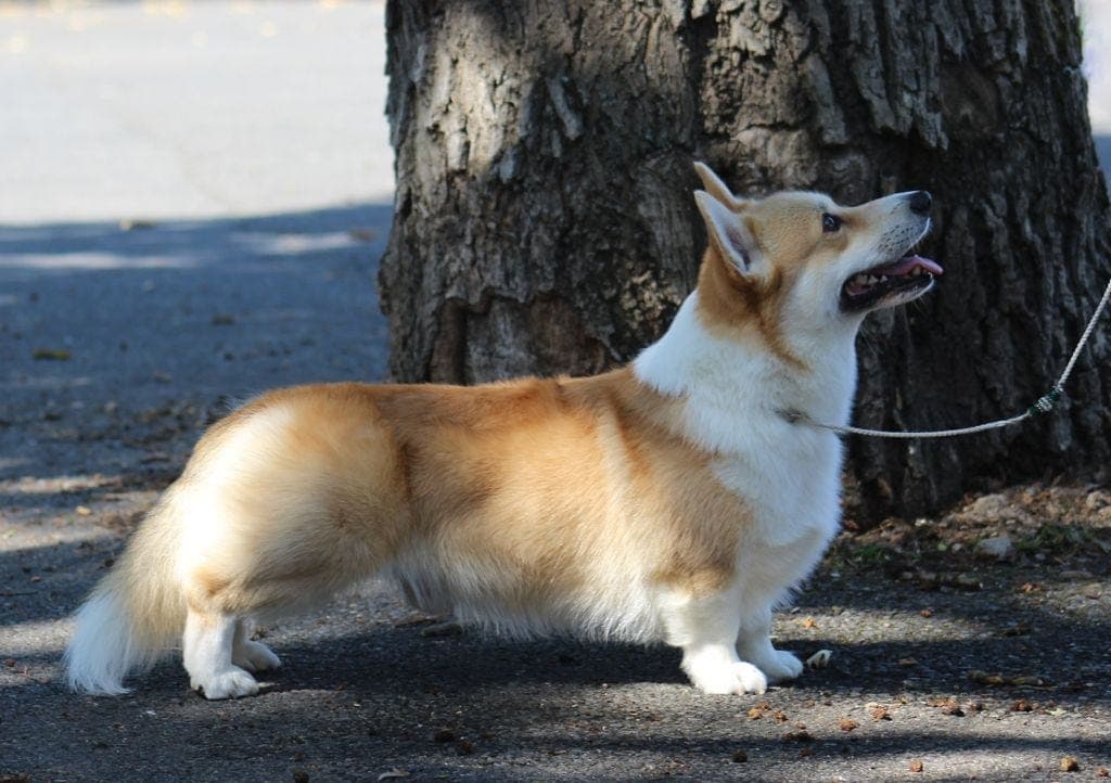 Nydelige Welsh corgi pembroke -valper til salgs