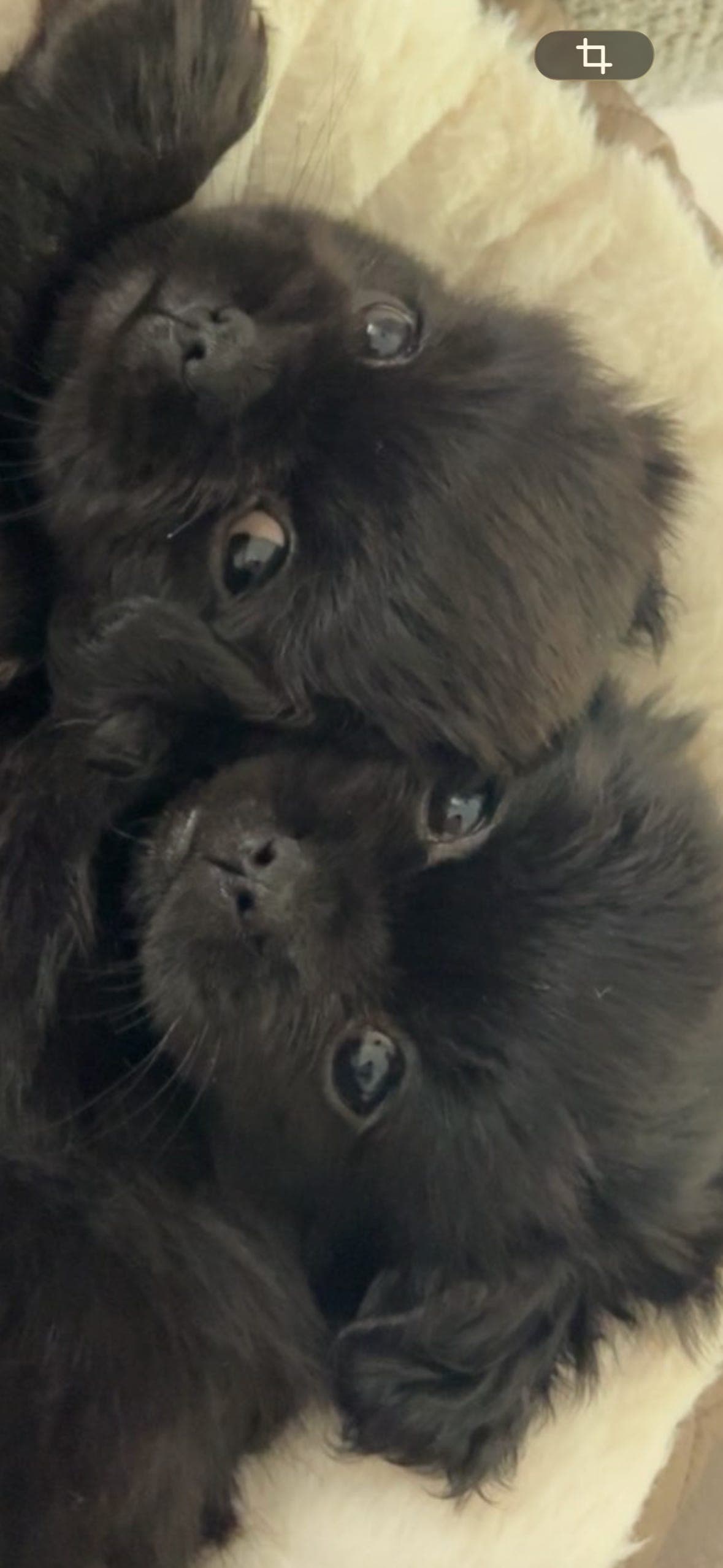 Nydelig tibetansk spaniel jente