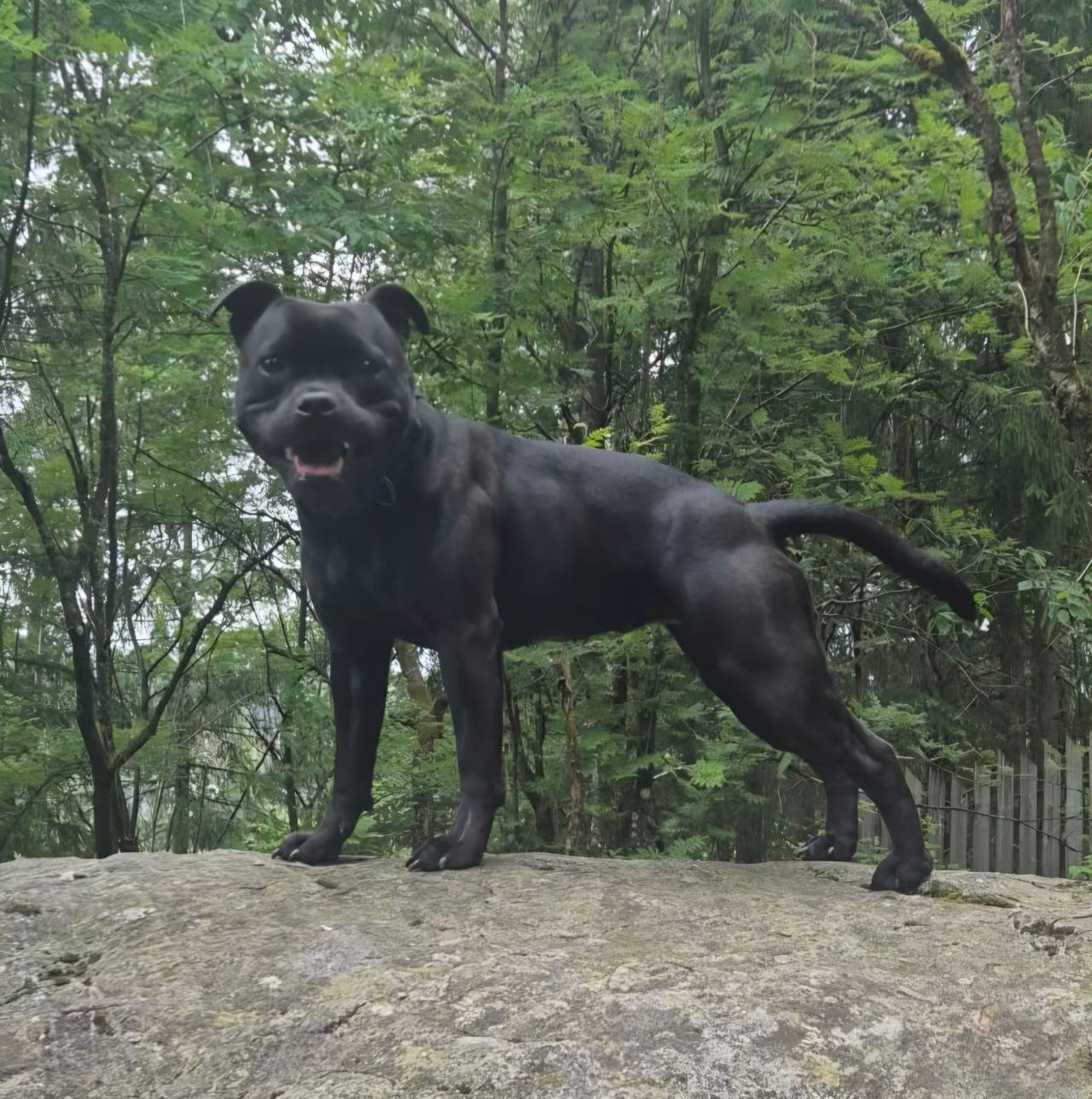 Staffordshire bull terrier tispe på 14 mnd søker nytt fôrhjem