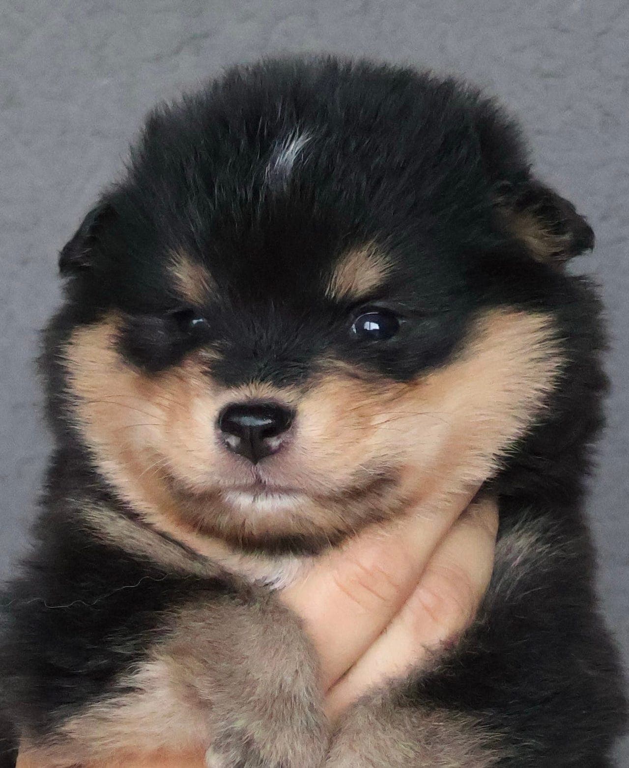 Finsk lapphund valp til salgs
