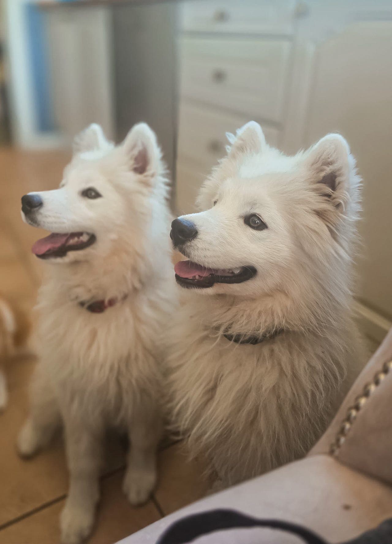 Samojed valper