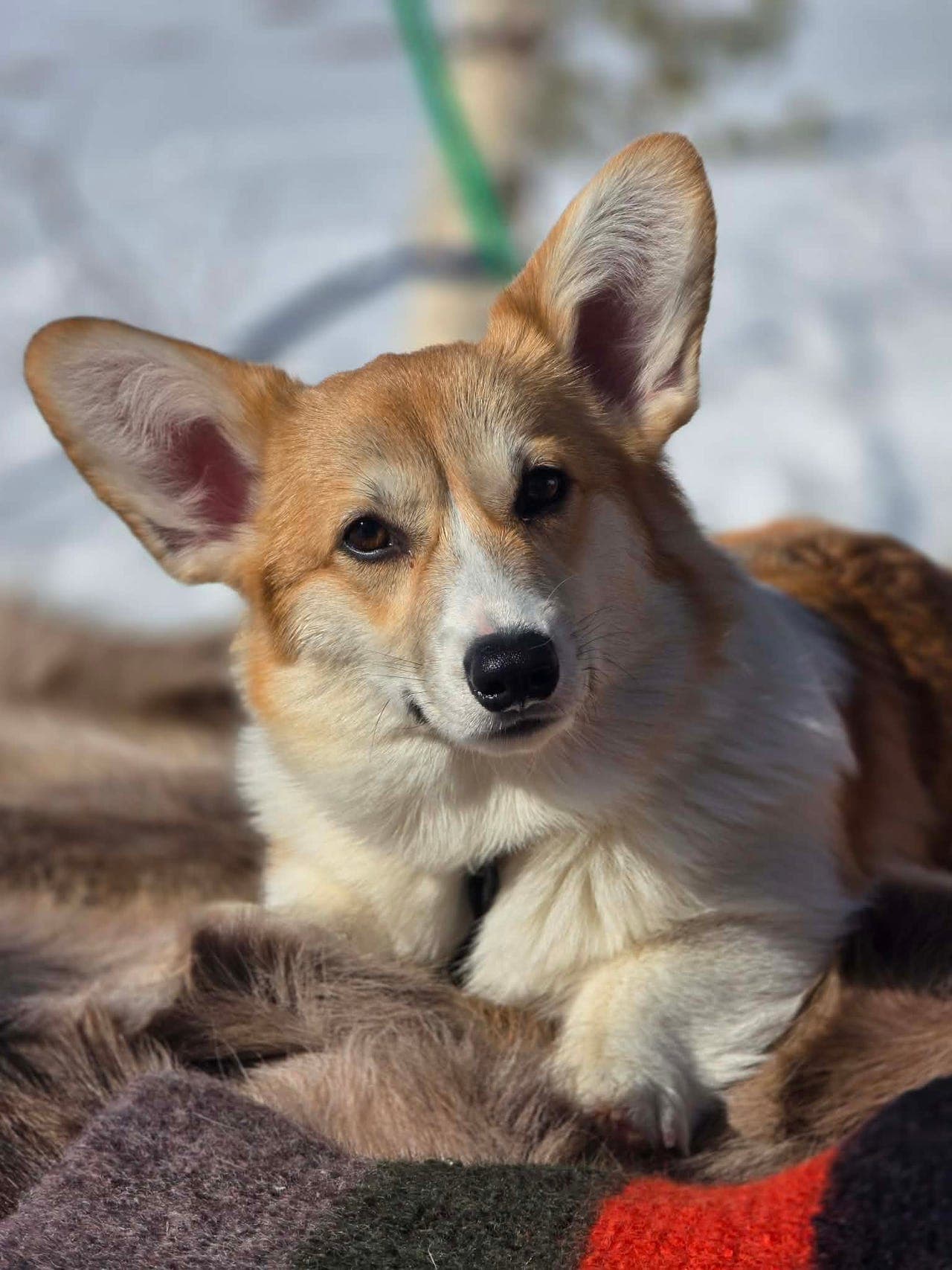 Welsh Corgi Pembroke søker ny familie