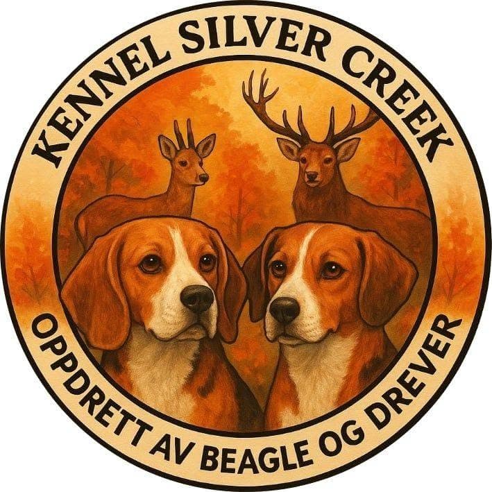 Jakt Beagle valper, leveringsklar