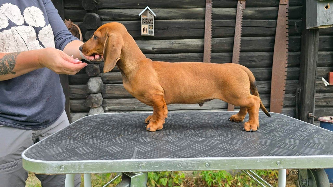 Dachshund Korthåret valp