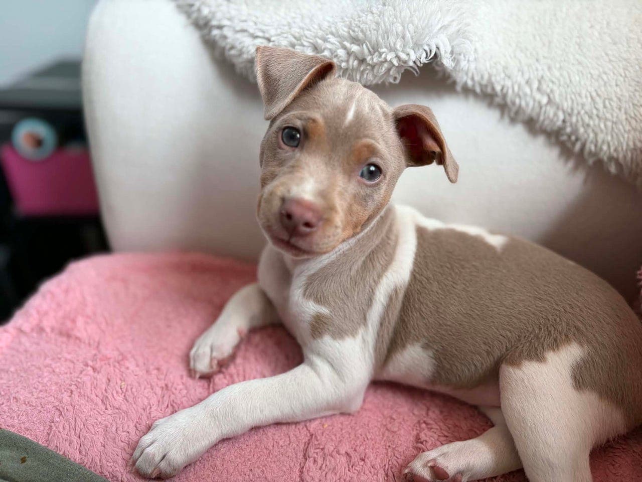 Brasiliansk terrier/terrier brasileiro gutte valp