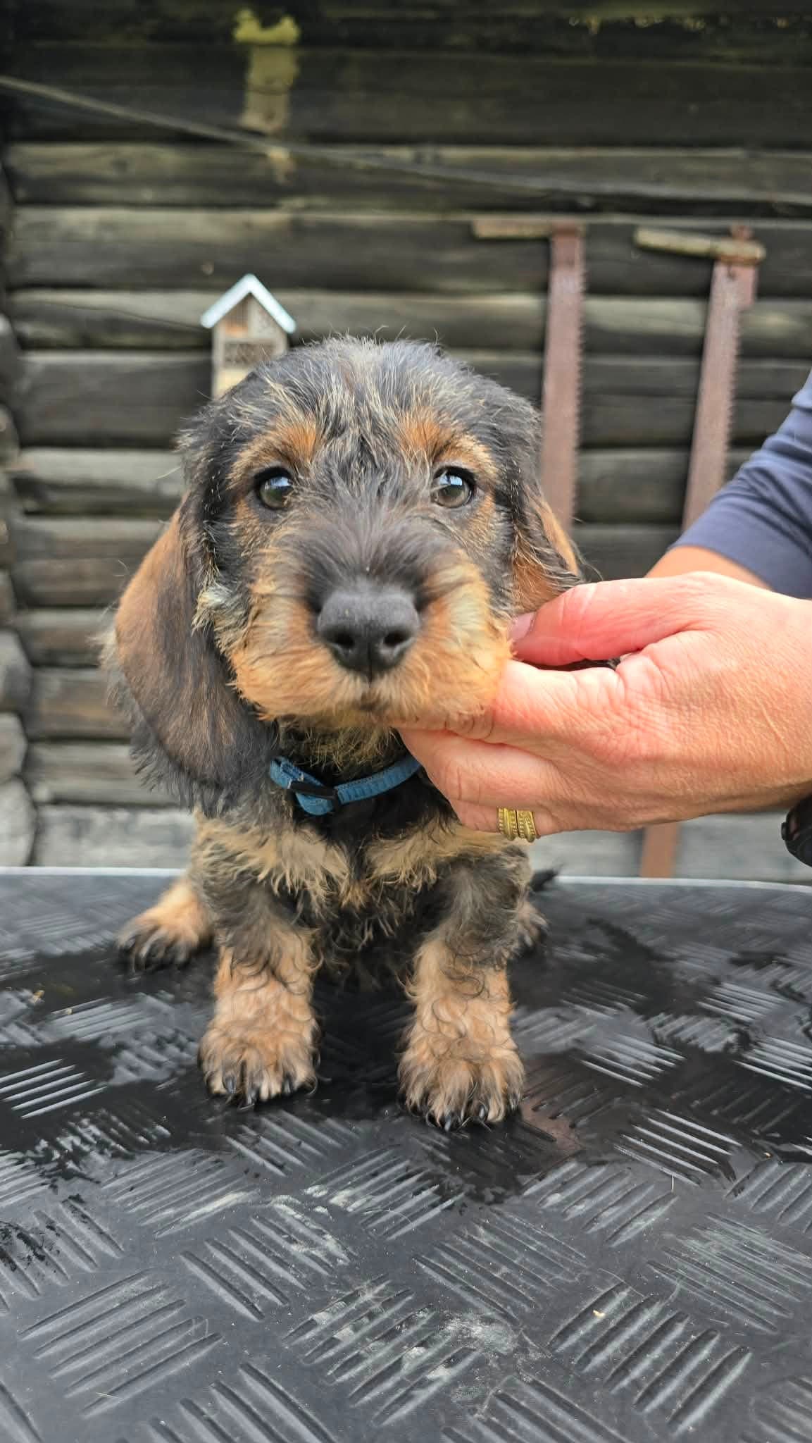 Dachshund strihåret valper