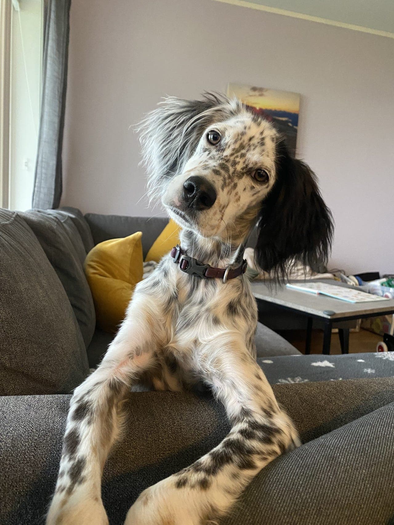 Lima (engelsk setter) søker nytt hjem🐾
