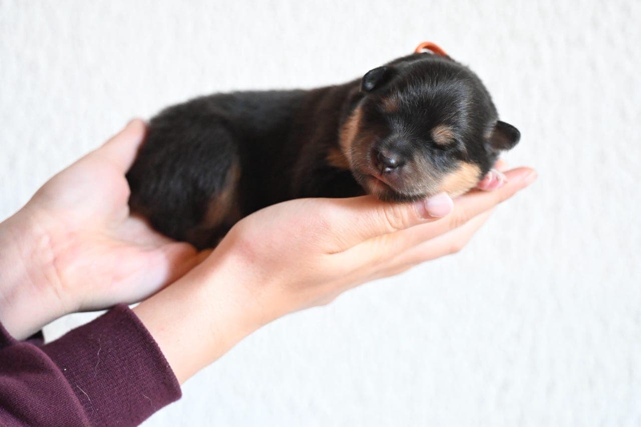 Forvert/deleiger finsk lapphund