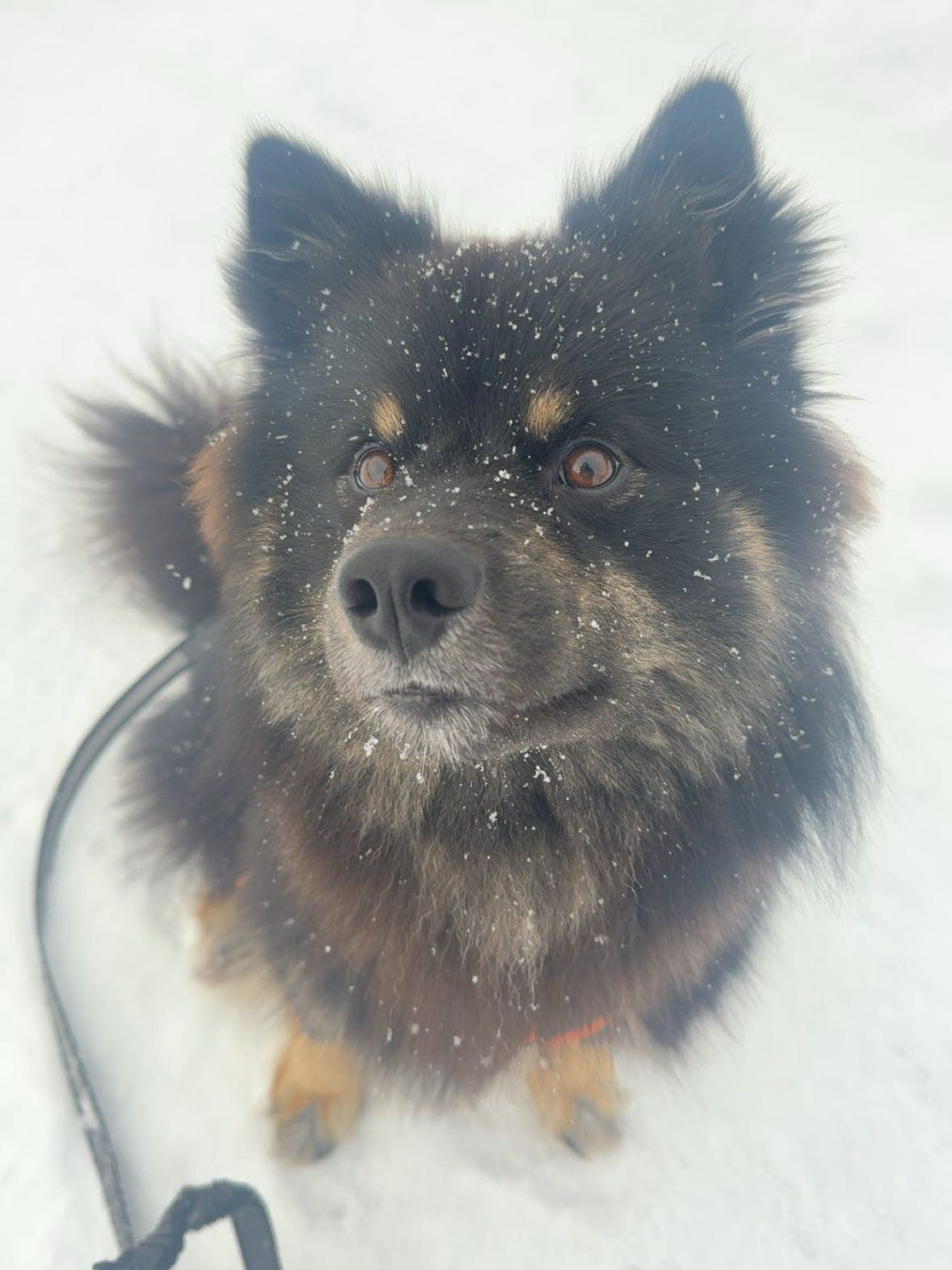 Mio – finsk lapphund, snart 2 år 🐾