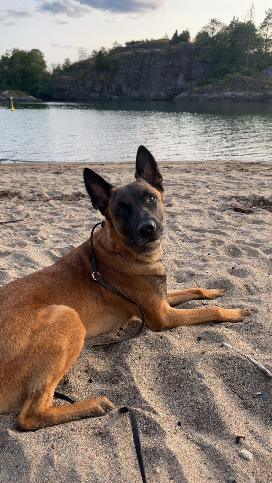 Sjelden mulighet Forvért søkes til Malinois