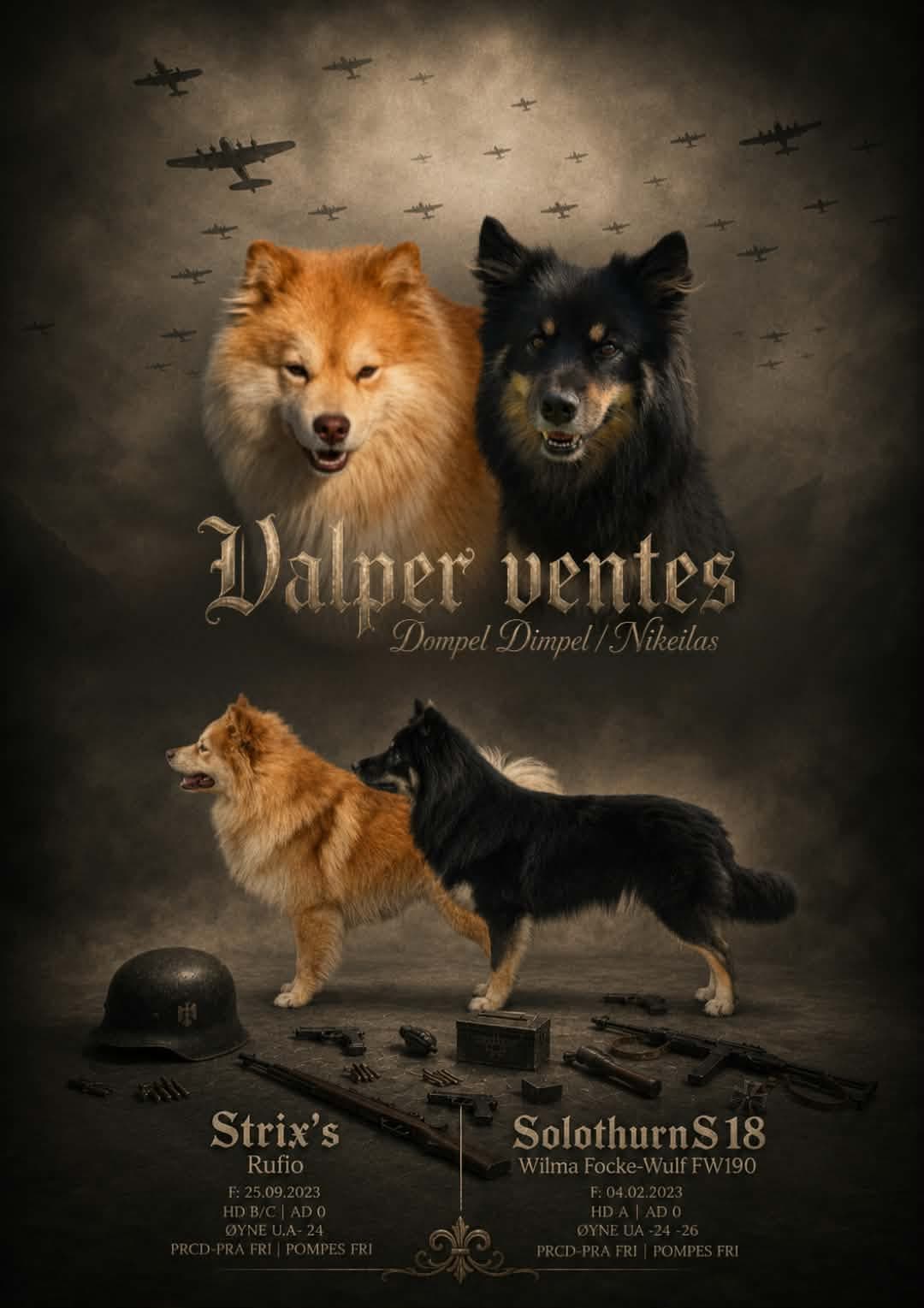 Valper ventes Finsk Lapphund