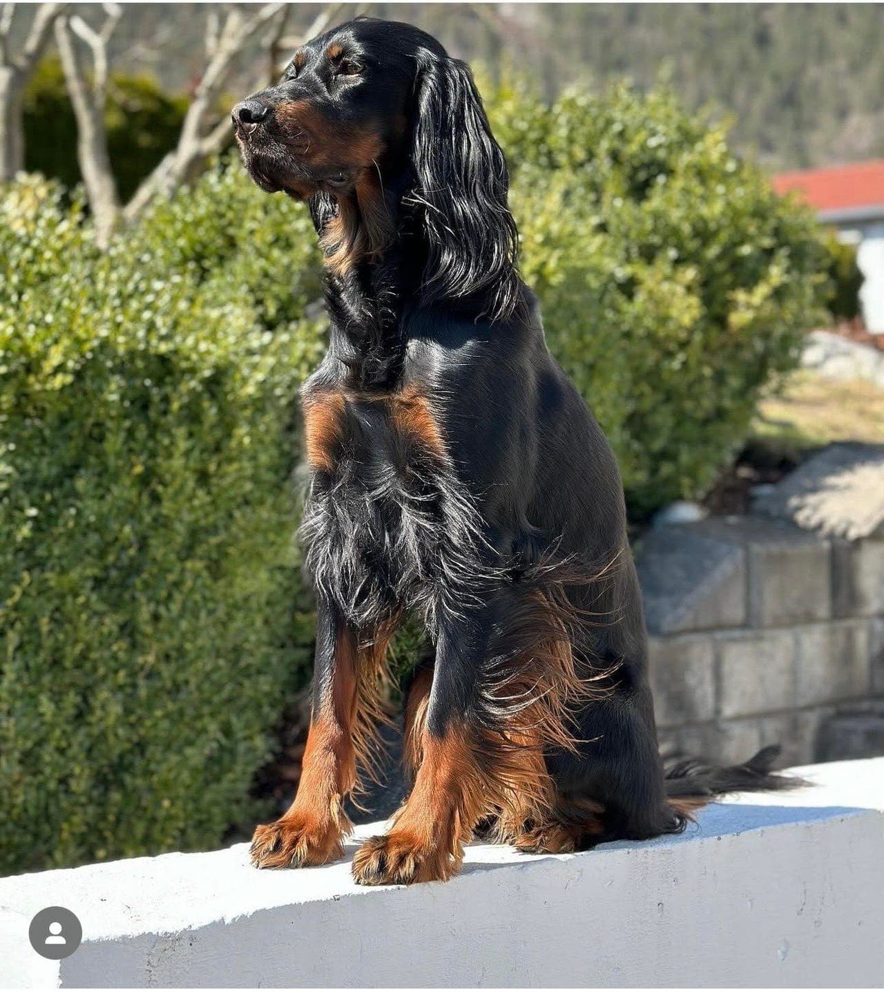 Gordon setter tispe, 5 år – søker nytt aktivt hjem