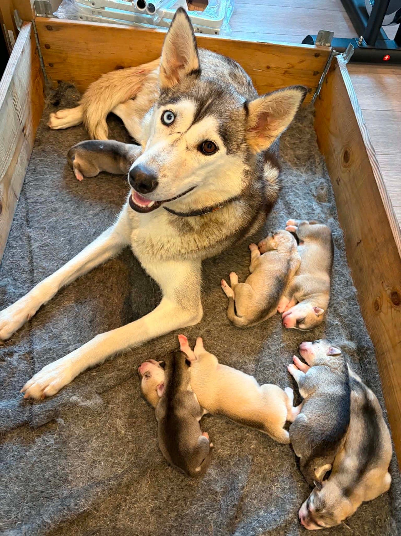 Siberian husky valper