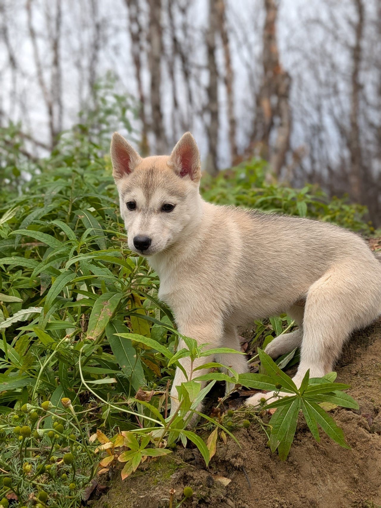 Siberian husky valper