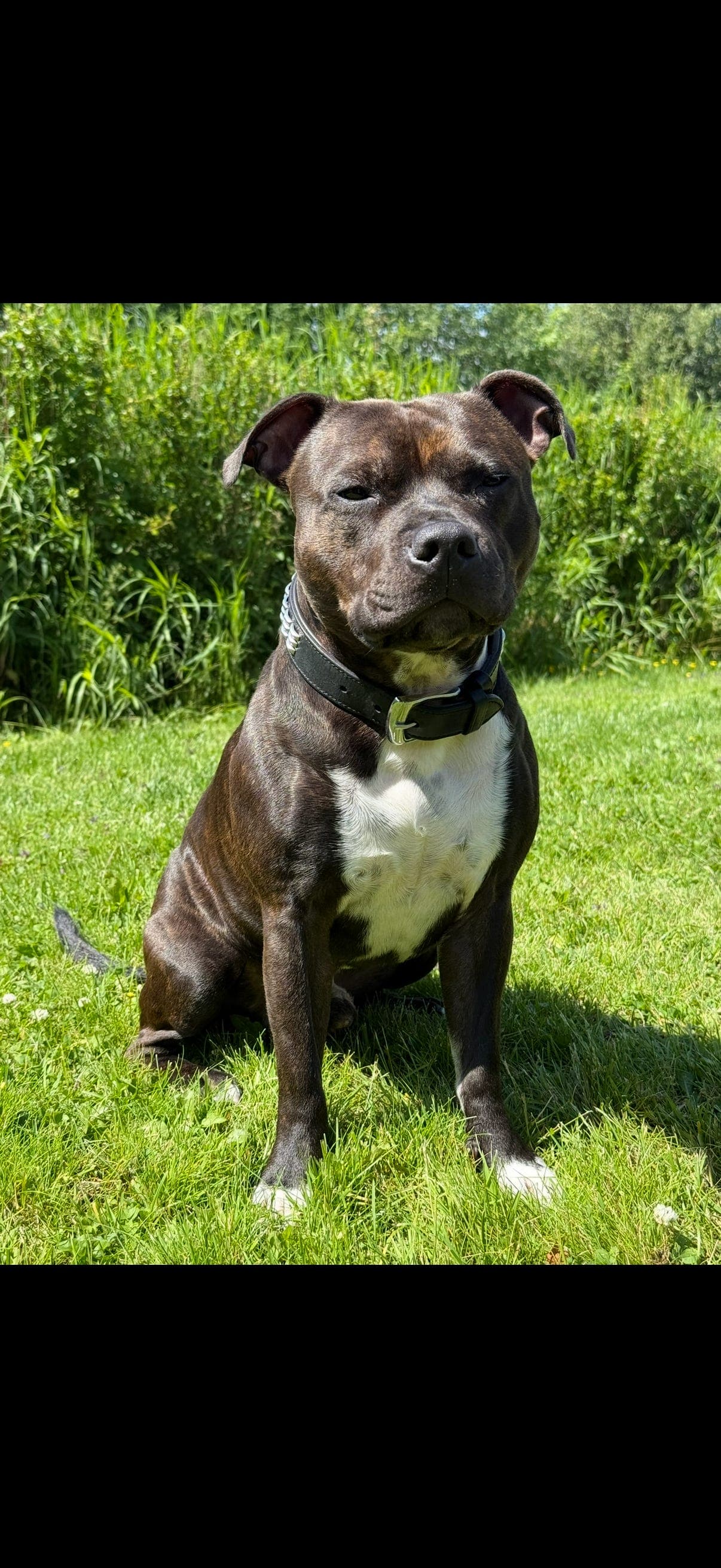 Staffordshire bull terrier hannhund vurderes omplassert