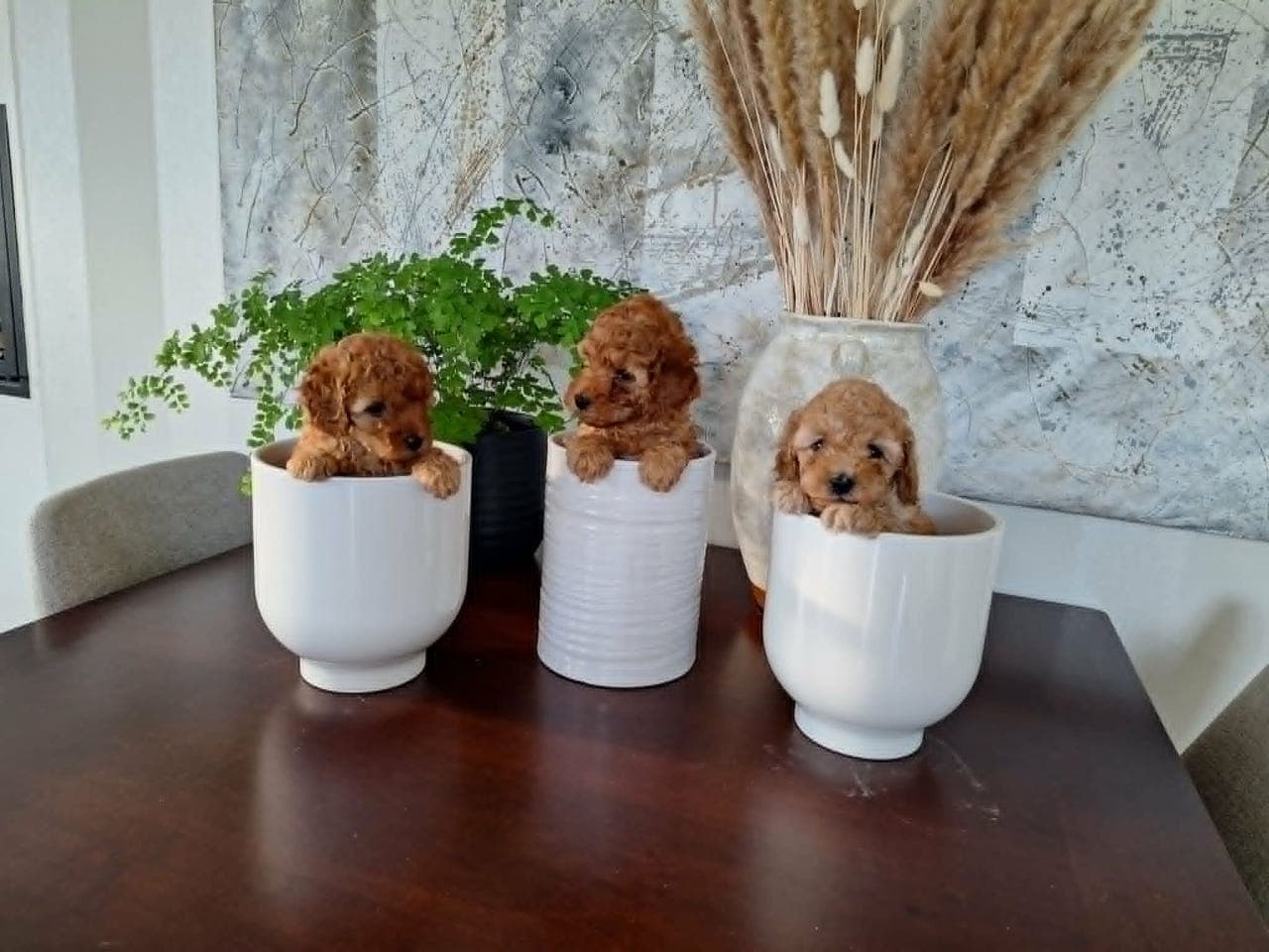 3 Nydelige dverg puddel valper selges til de rette.