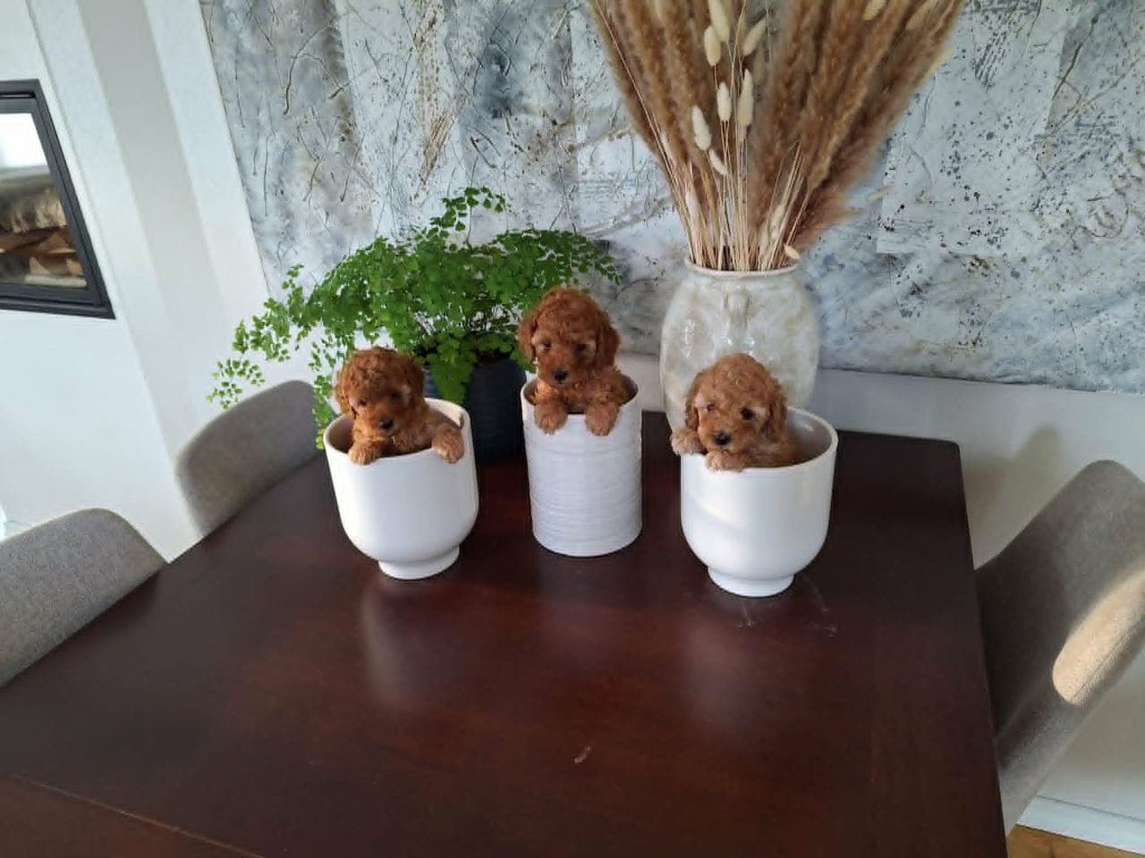 3 Nydelige dverg puddel valper selges til de rette.