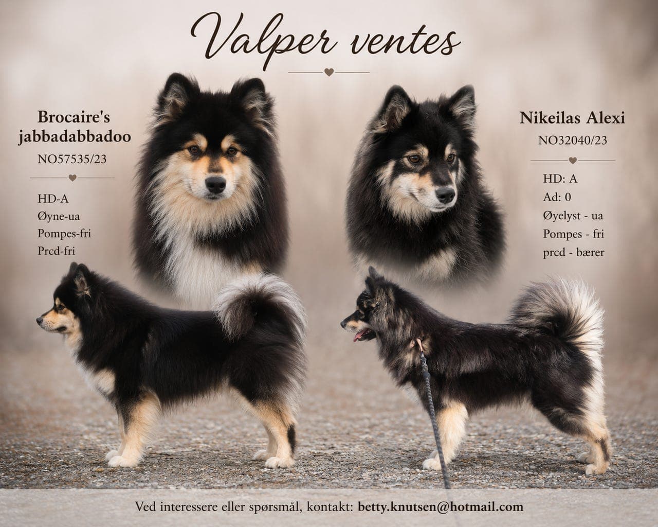 Finsk lapphund valper