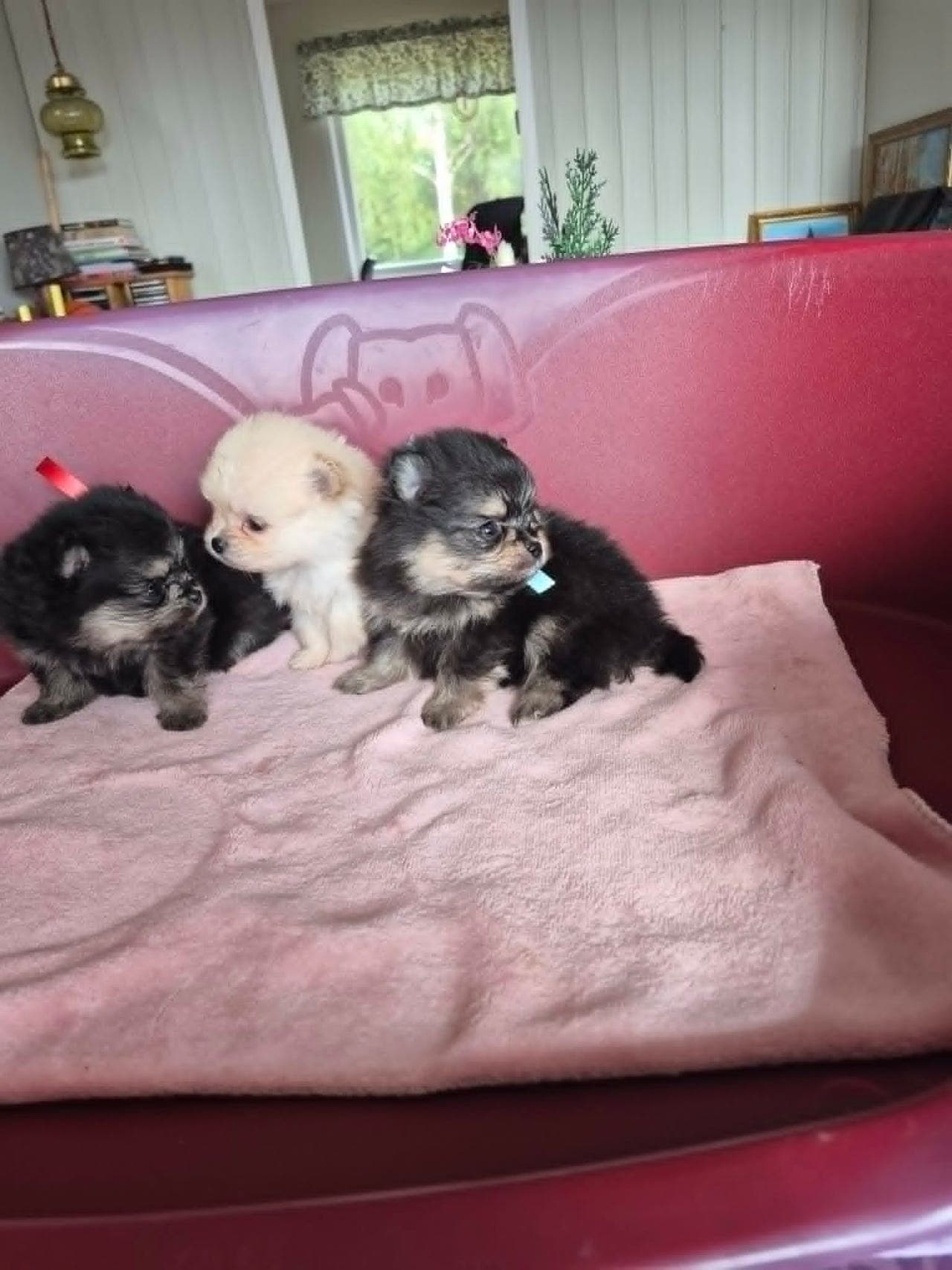 🐾 Nydelige Pomeranian-valper – en hann og to tisper 🐾