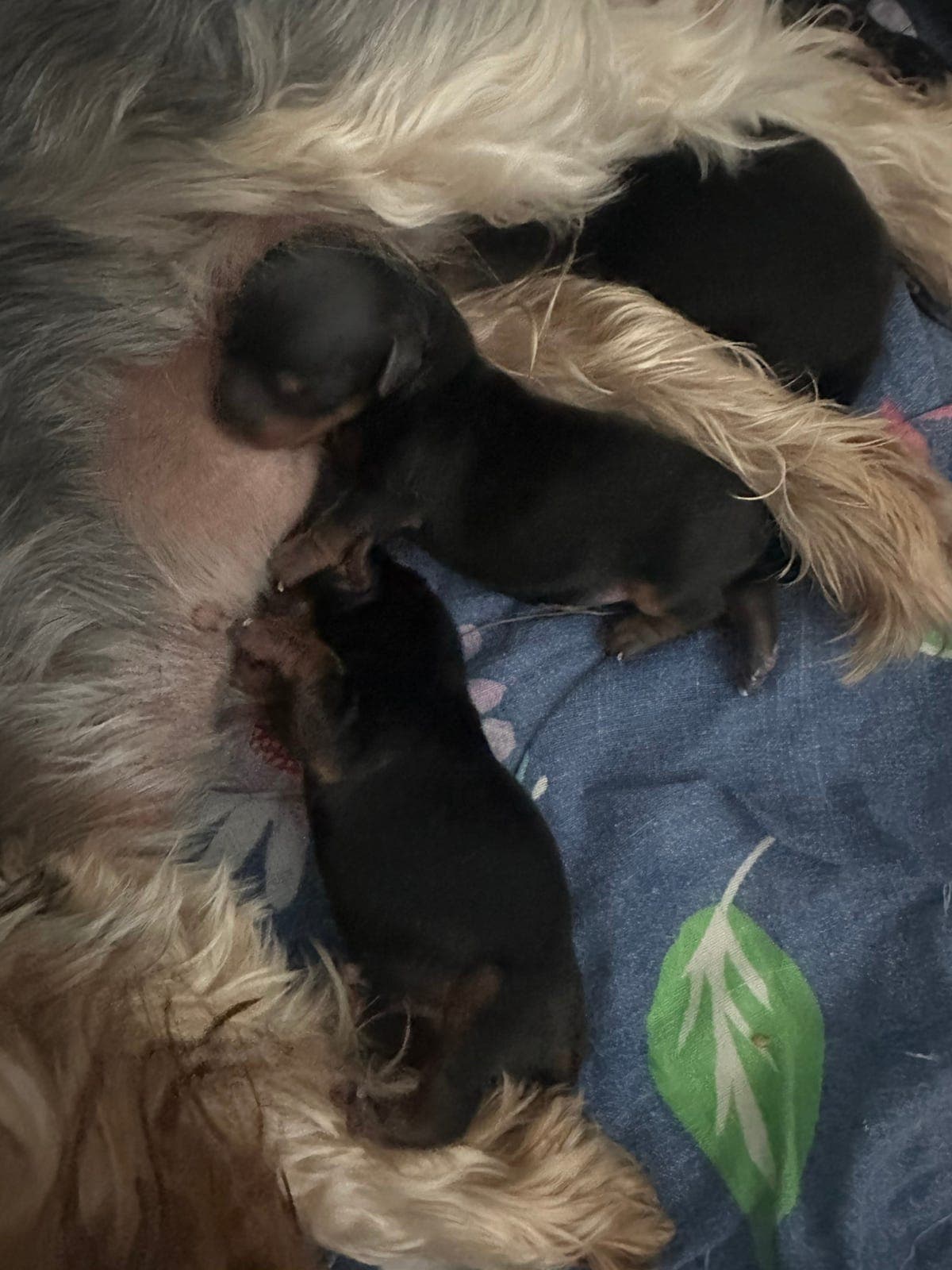 2 Yorkshire terrier gutter med stamtavle i NKK til salgs