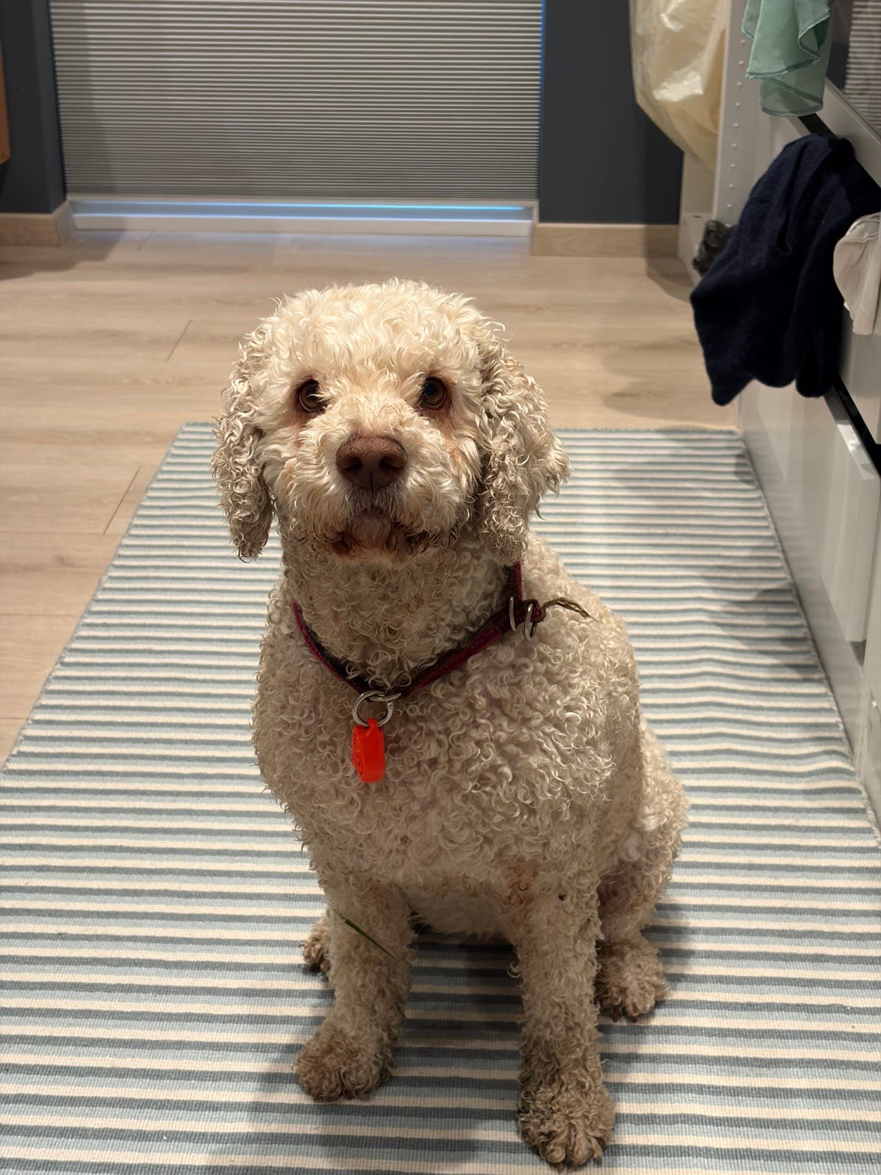 Hund behøves omplassert med tungt hjerte