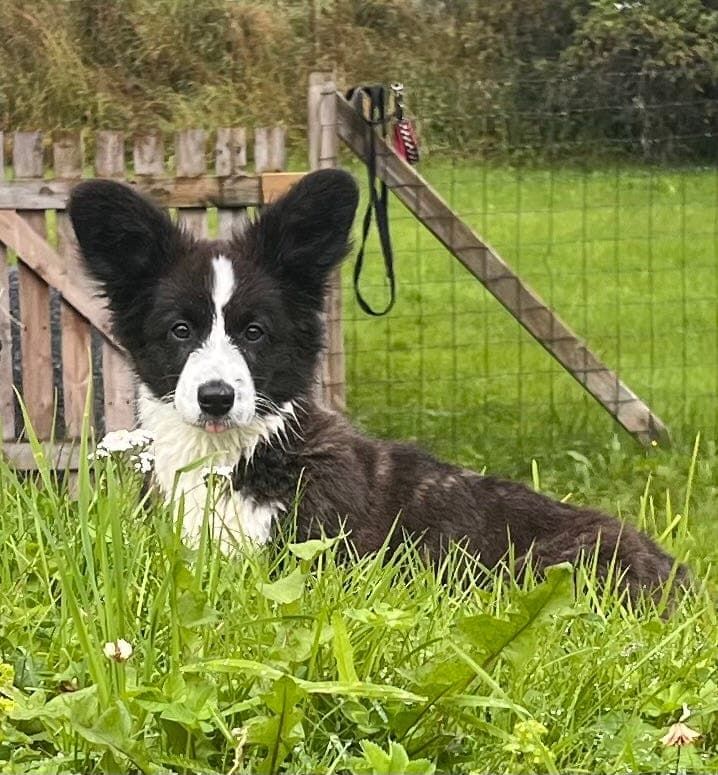 Welsh Corgi Cardigan tispe