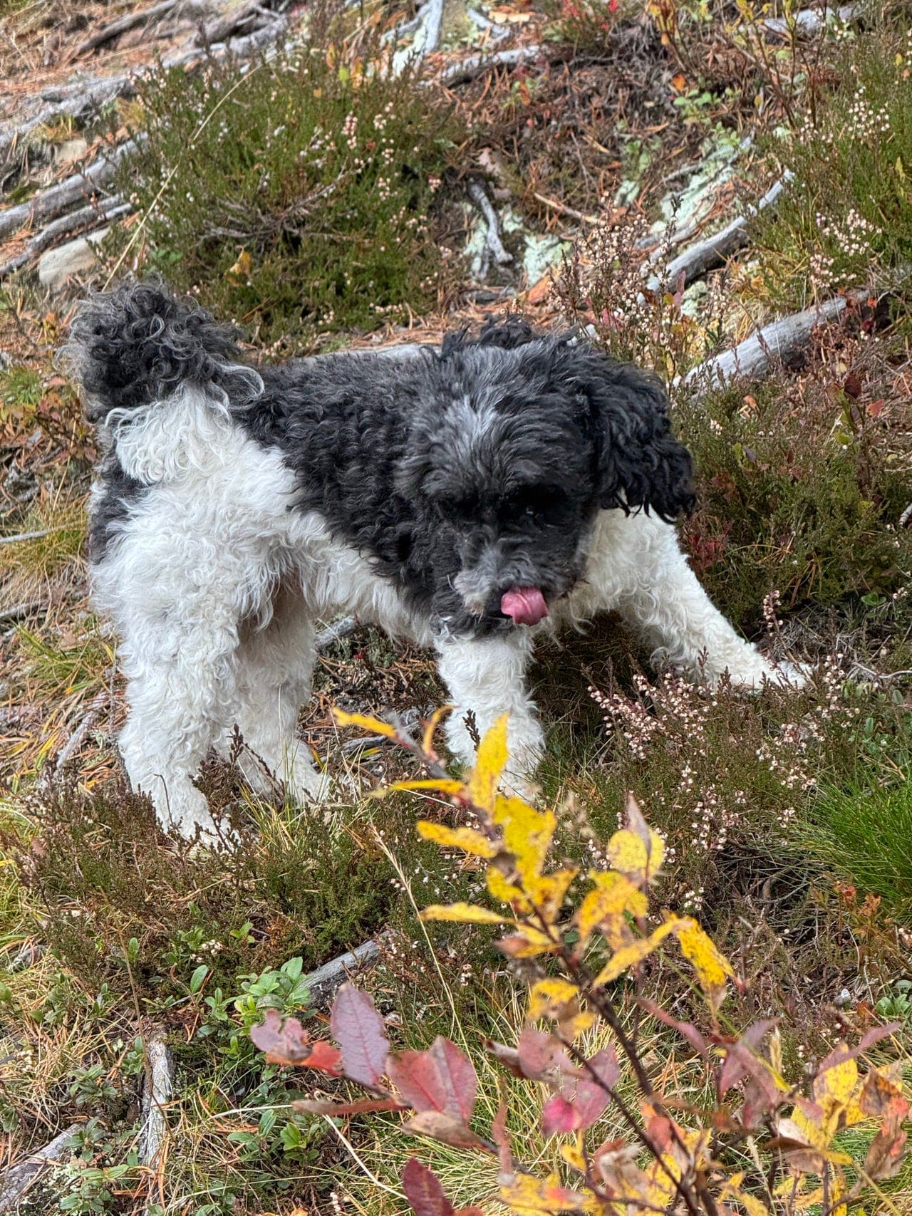 Dvergpuddel jente 5 år