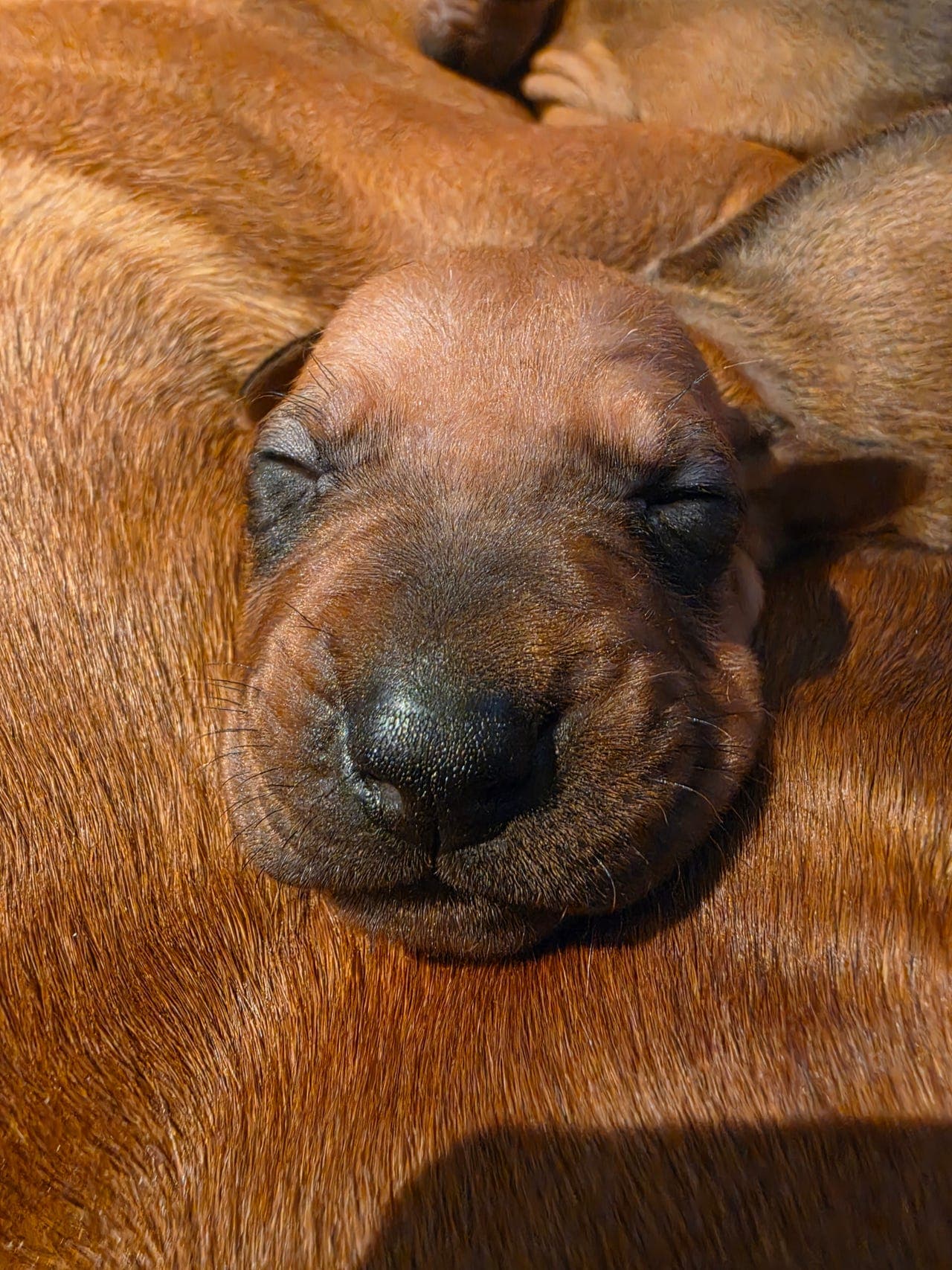 Rhodesian Ridgeback
