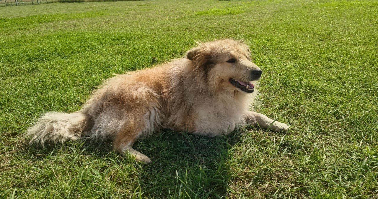 Shetland Sheepdog hannhund selges til riktig hjem
