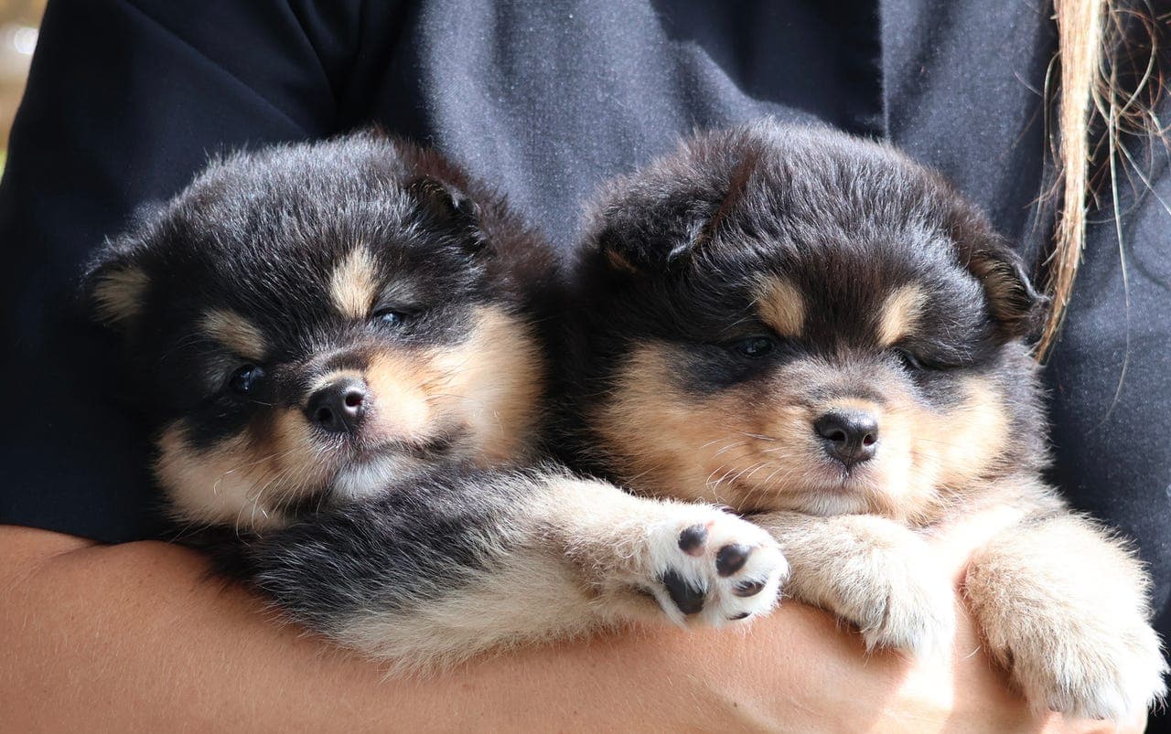 Finsk lapphund tispe til salgs
