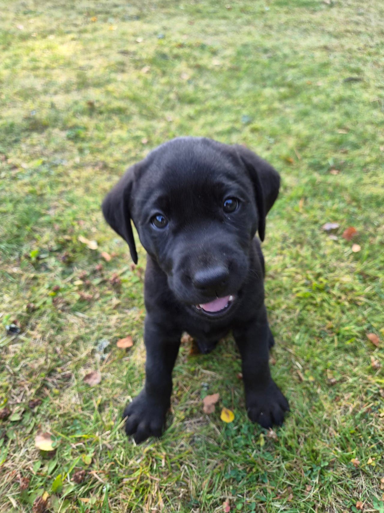 Labrador Jaktlabradorvalpar