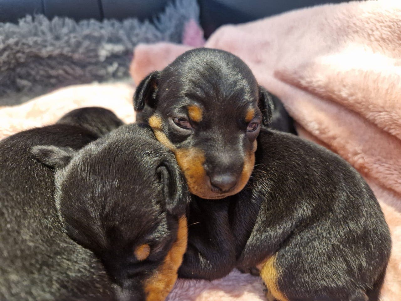 Engelsk Toy Terrier jente