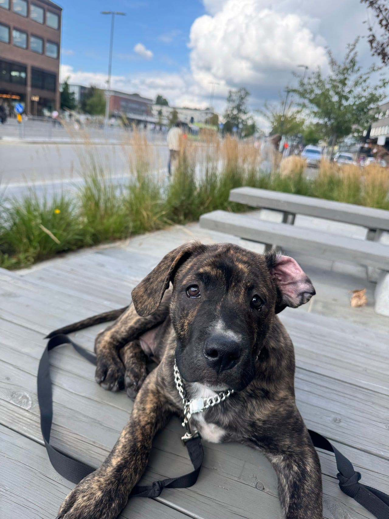 Presa Canario 12 uker