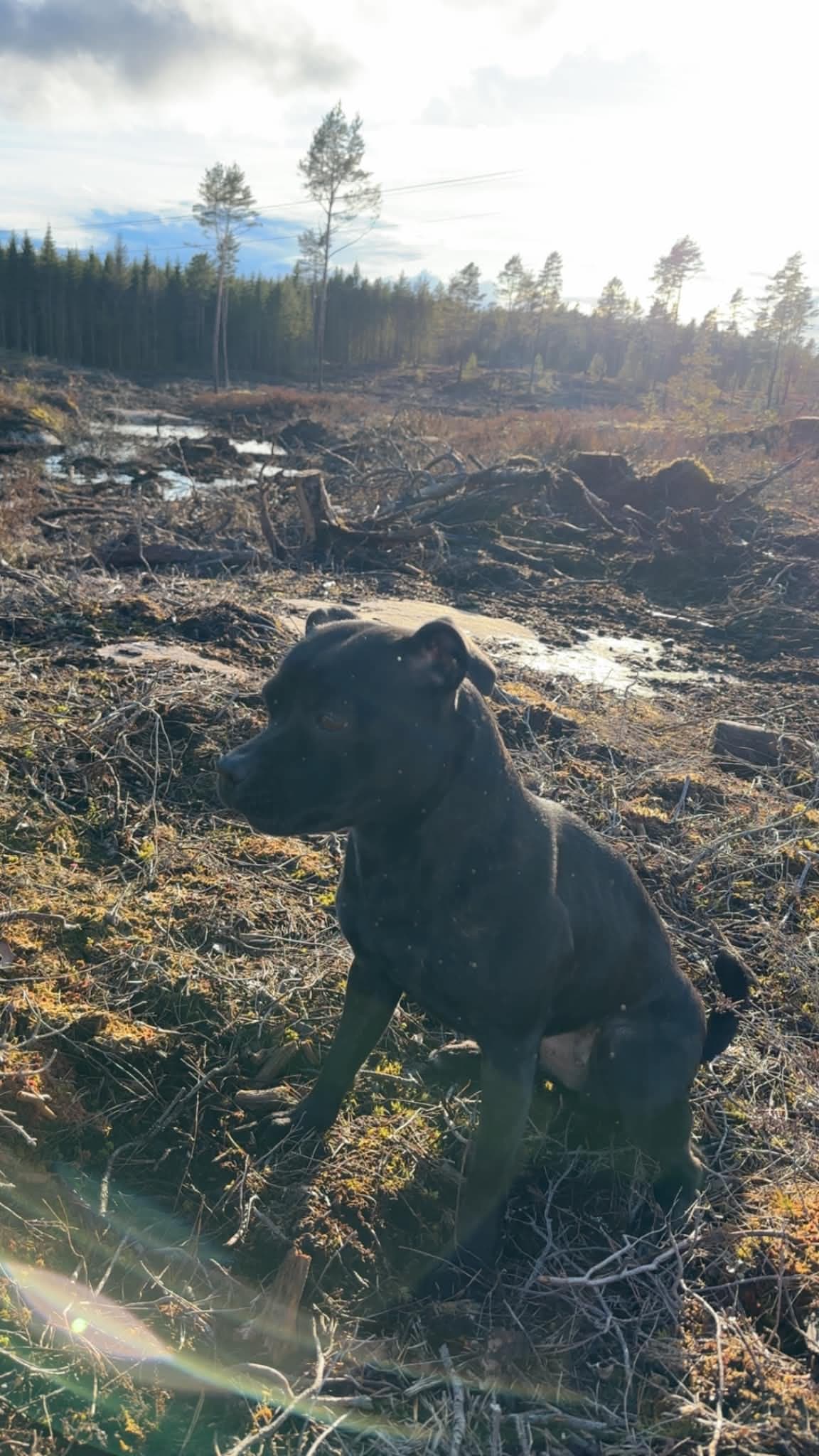 Staffordshire bull terrier tispe på 4,5 år søker nytt hjem