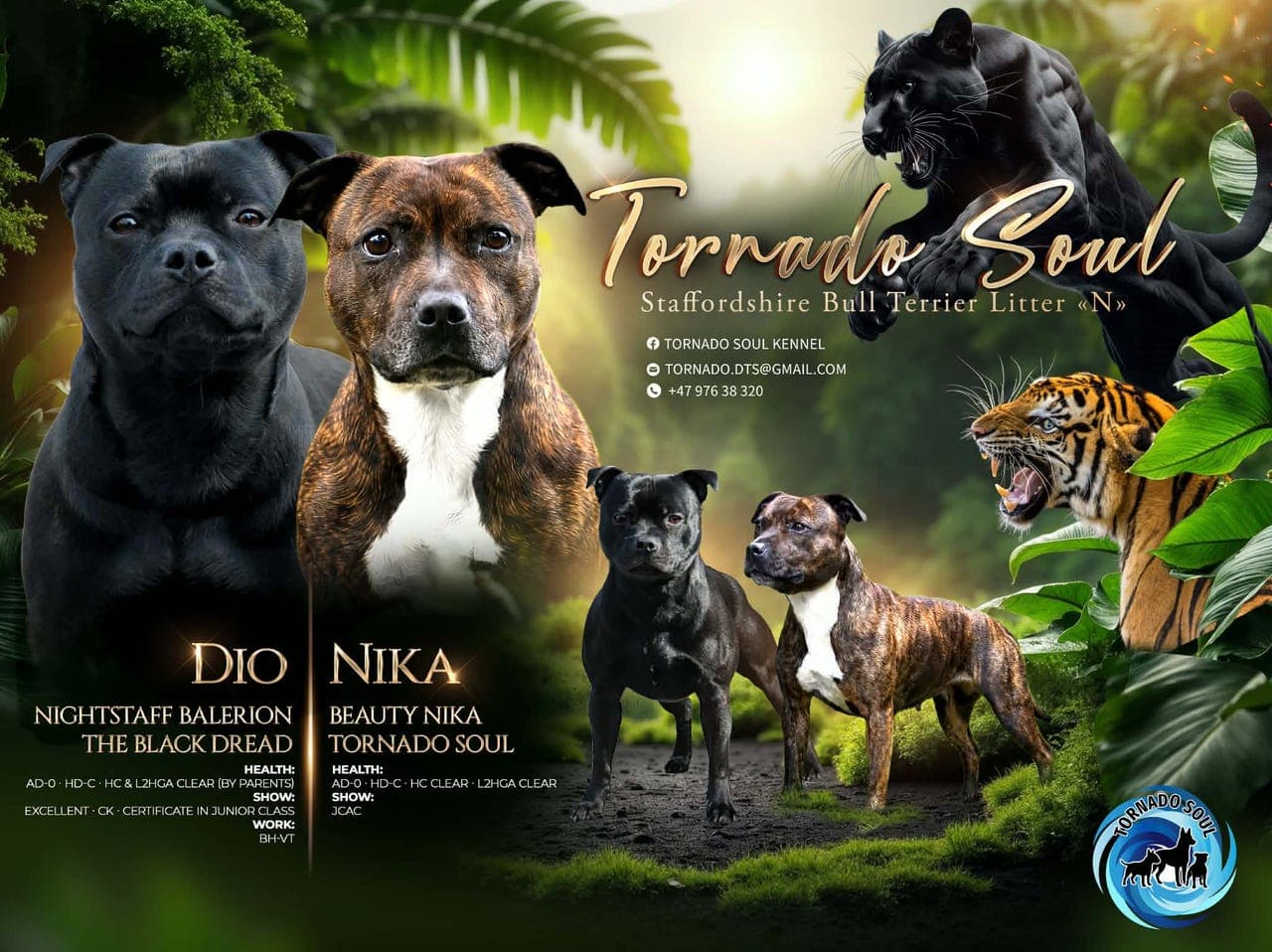 Staffordshire Bull Terrier | Valper