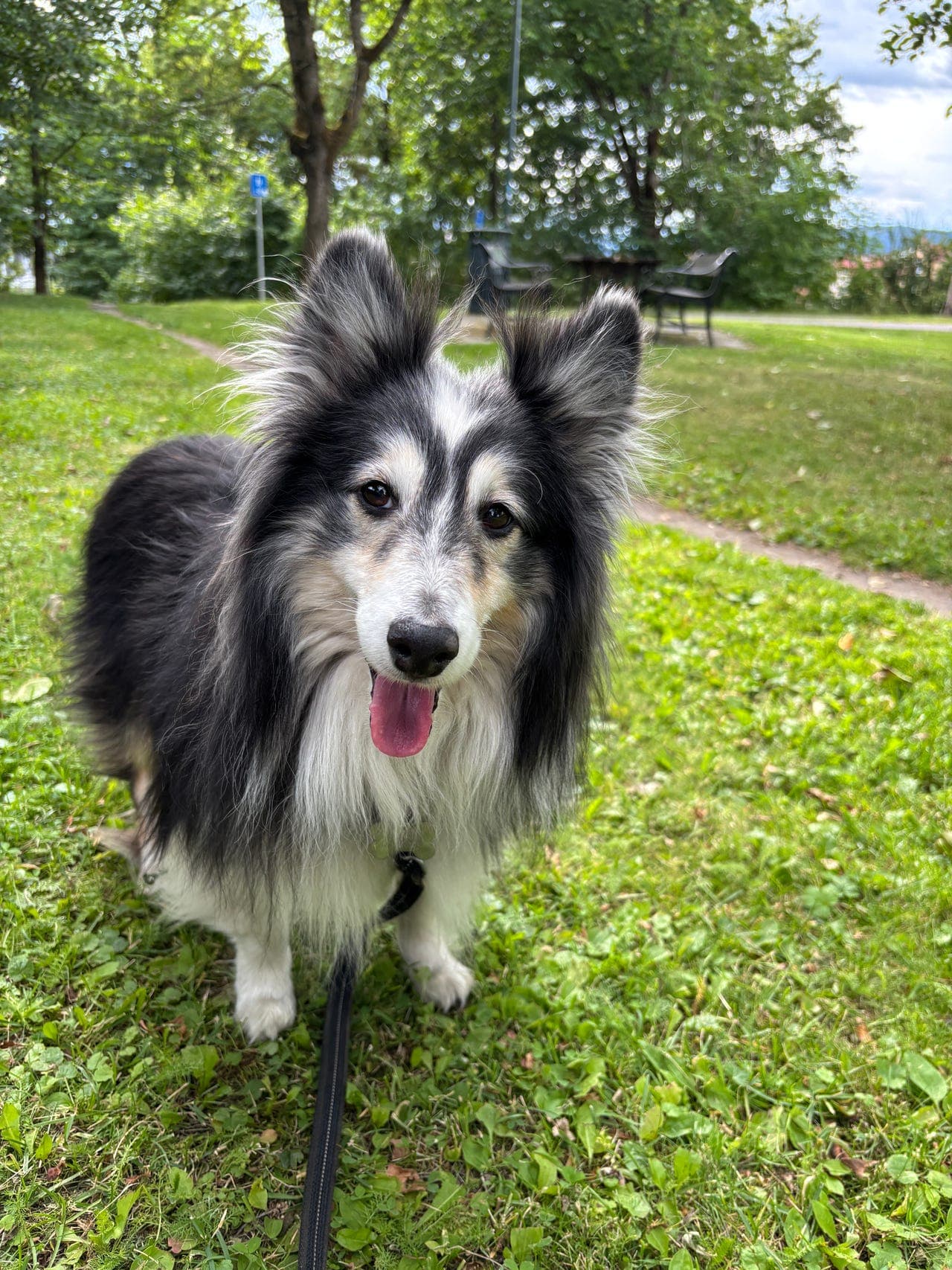 Joey søker nytt hjem – trygg og sosial sheltie
