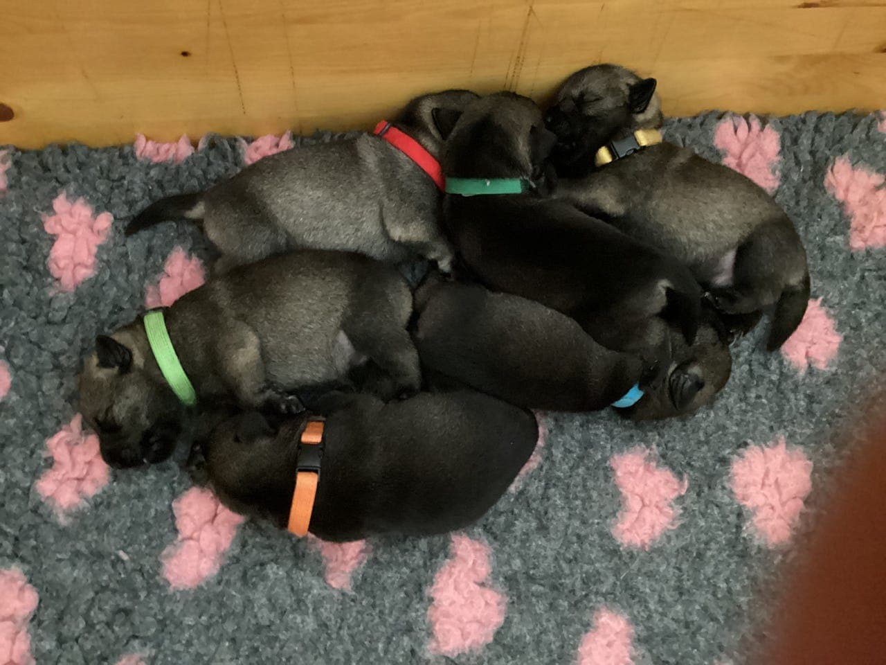 Schnauzer salt/pepper valper