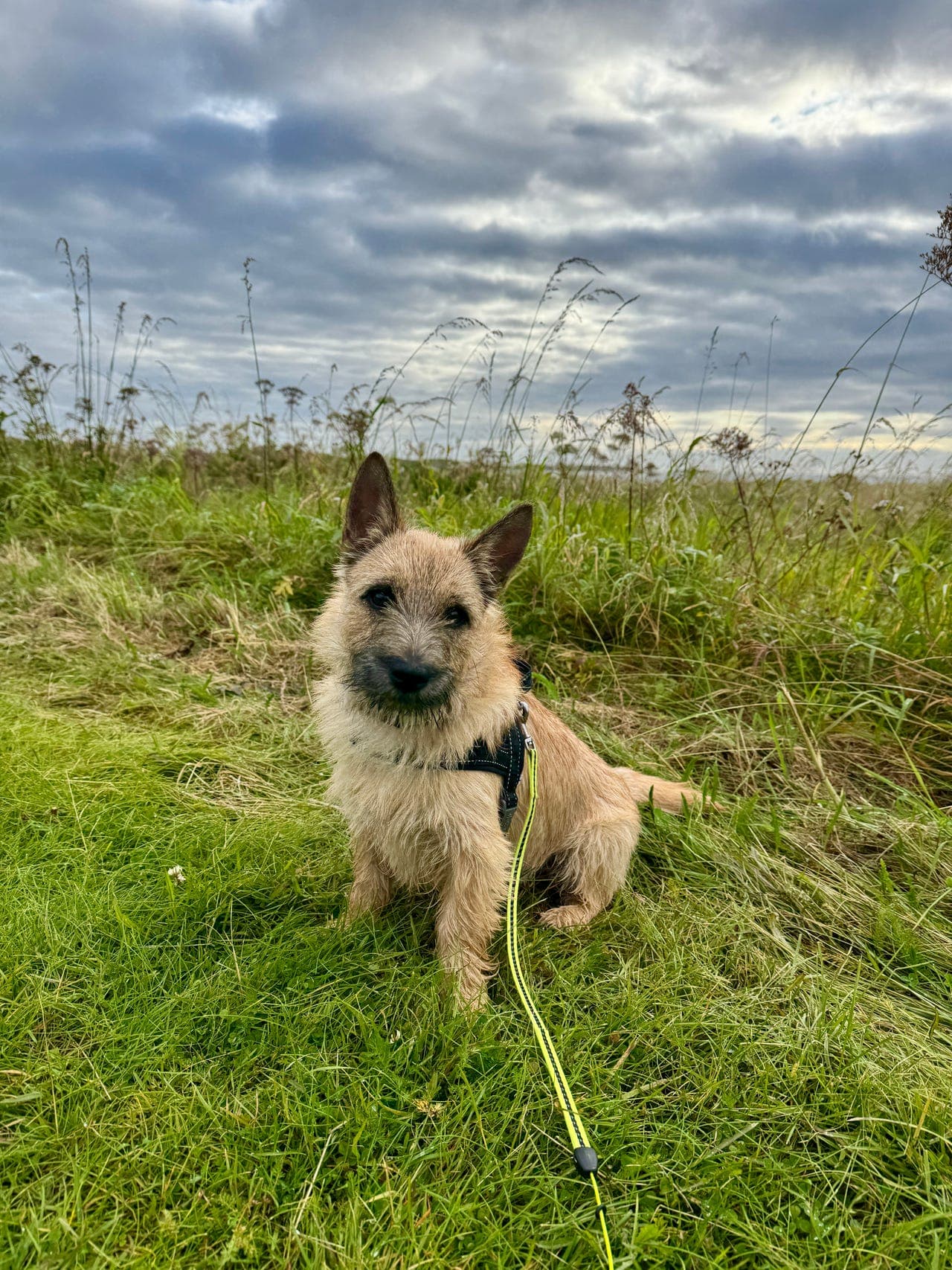 Riktig hjem søkes til herlig cairn terrier-unghund