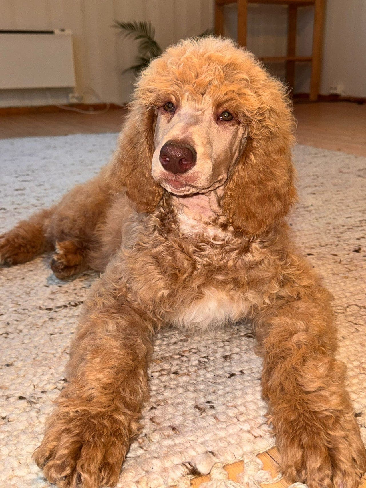 Stor puddel hannhund søker kjærlige hjem! NKK reg.