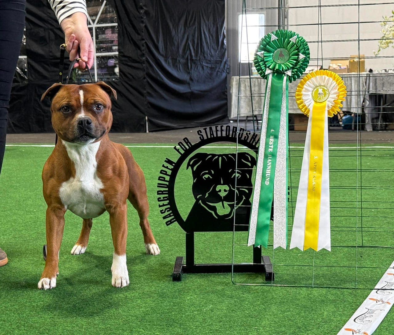 Staffordshire Bull Terrier hannhund søker forvert