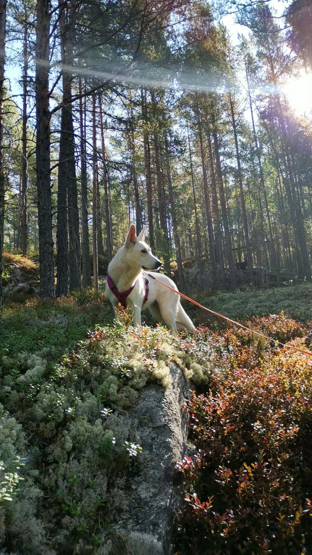 Flott ung Hvit Gjeterhund tispe