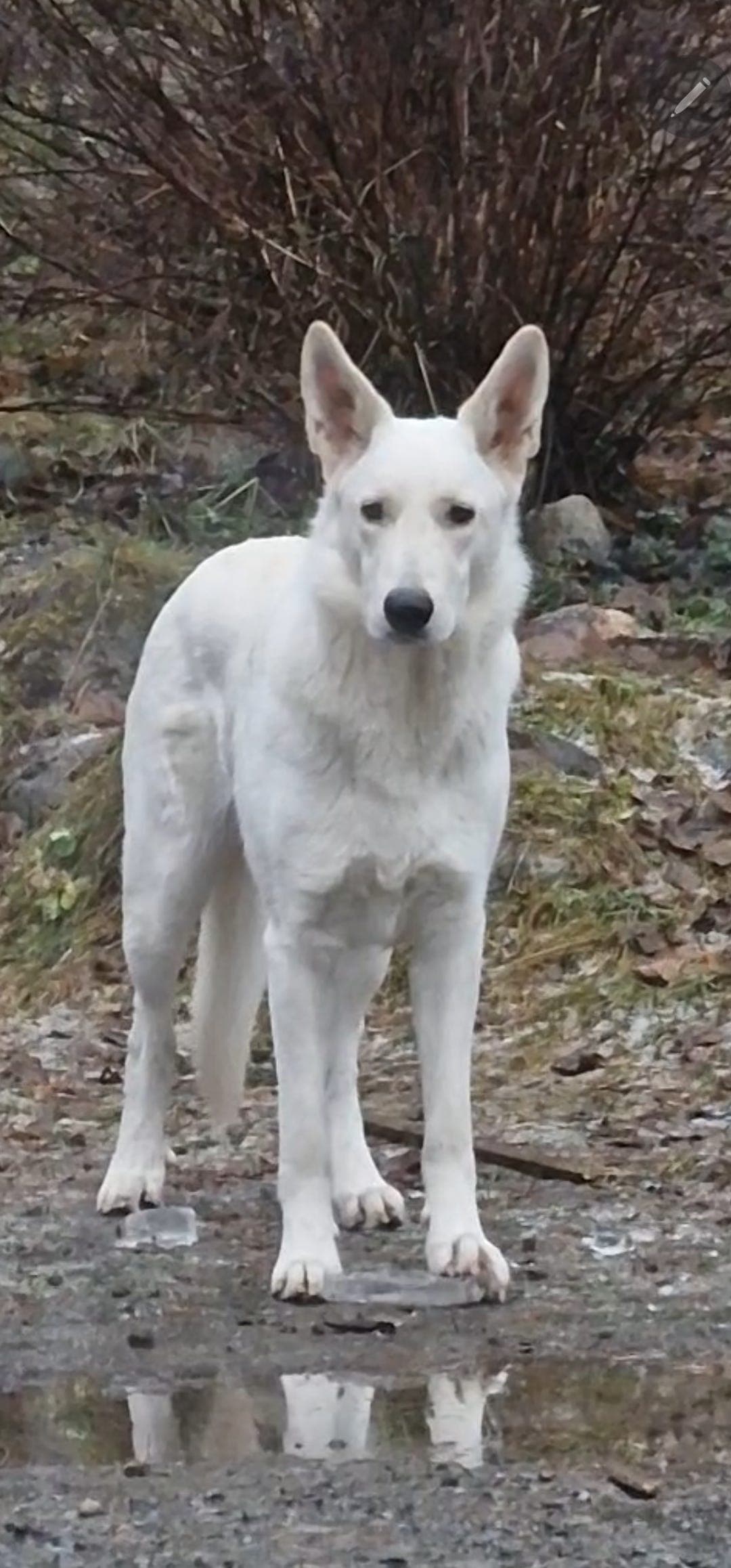 Flott ung Hvit Gjeterhund tispe