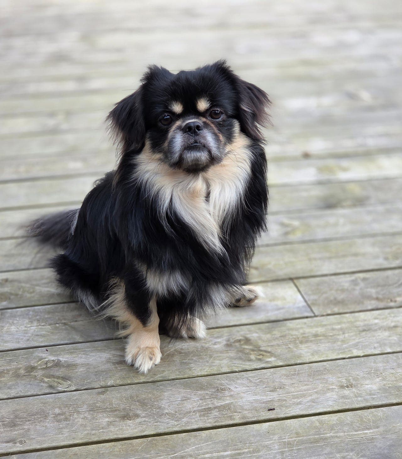 Forvert til Tibetansk spaniel hann